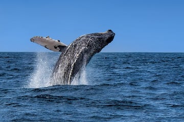 a whale jumping out of the water