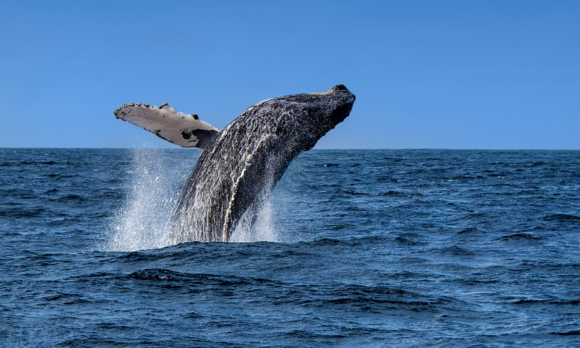 a whale jumping out of the water