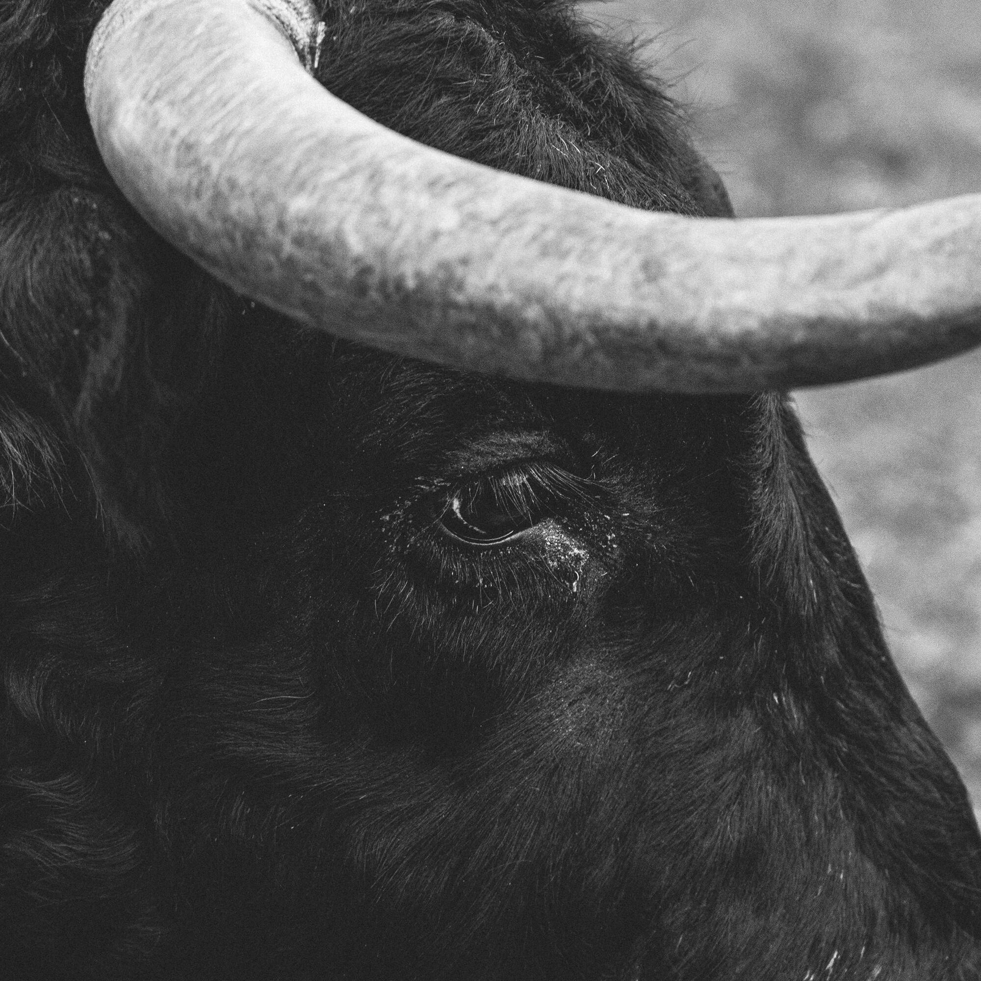 a black bull with horns