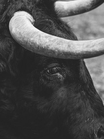 a black bull with horns