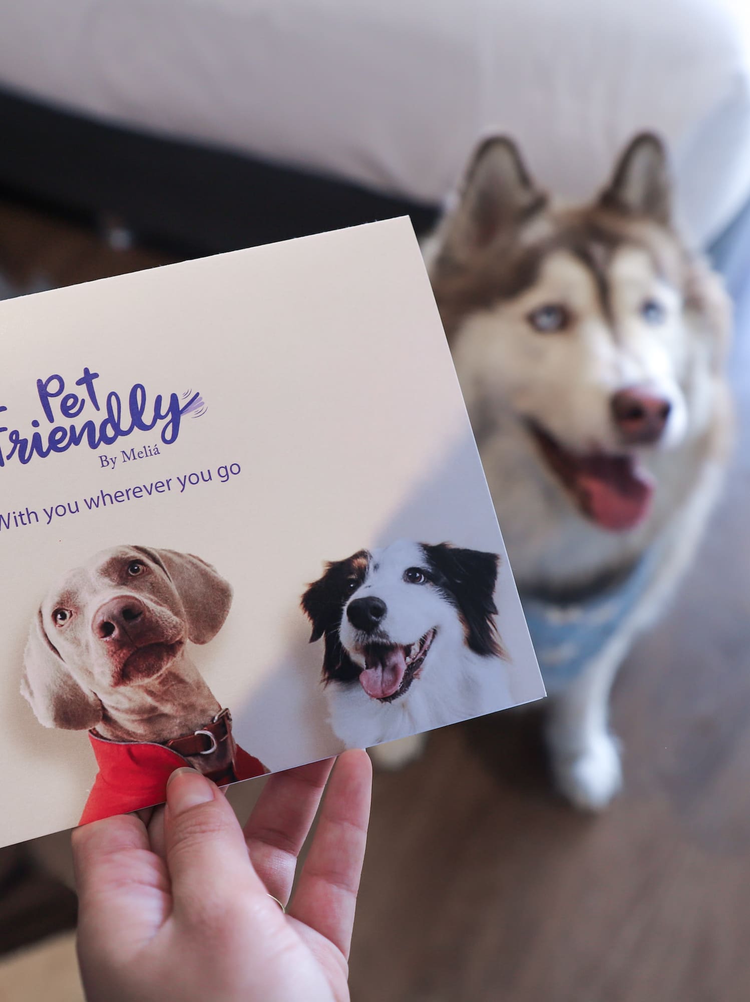 a person holding a card with dogs on it
