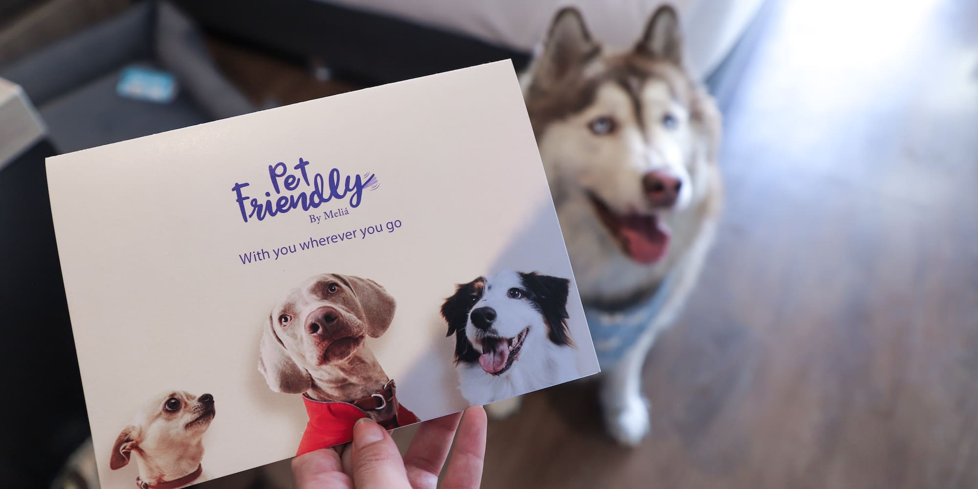 "Pet Friendly by Meliá" card held by hand, with happy husky dog.