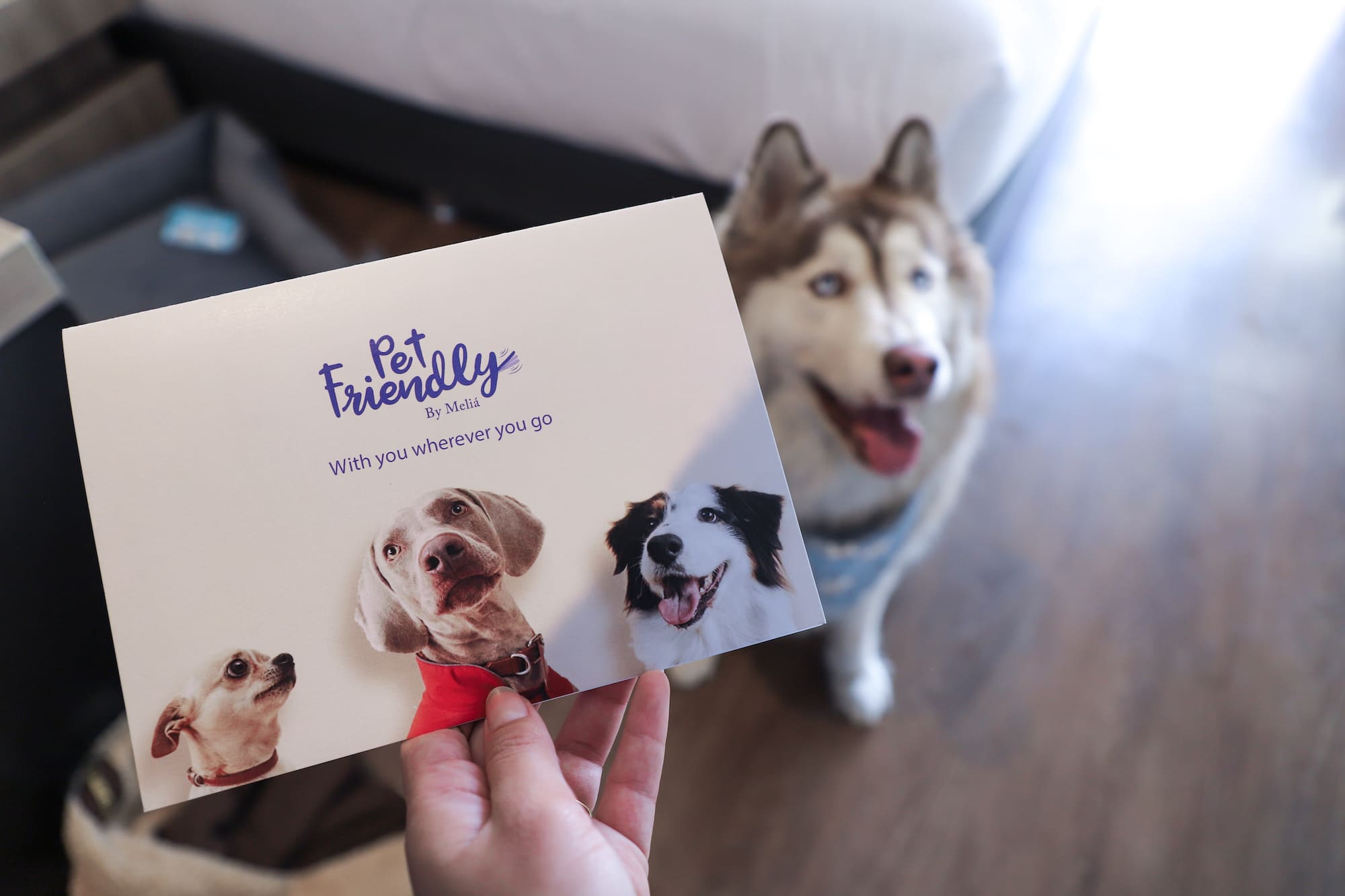 "Pet Friendly by Meliá" card with dog images; blue-eyed husky in background.