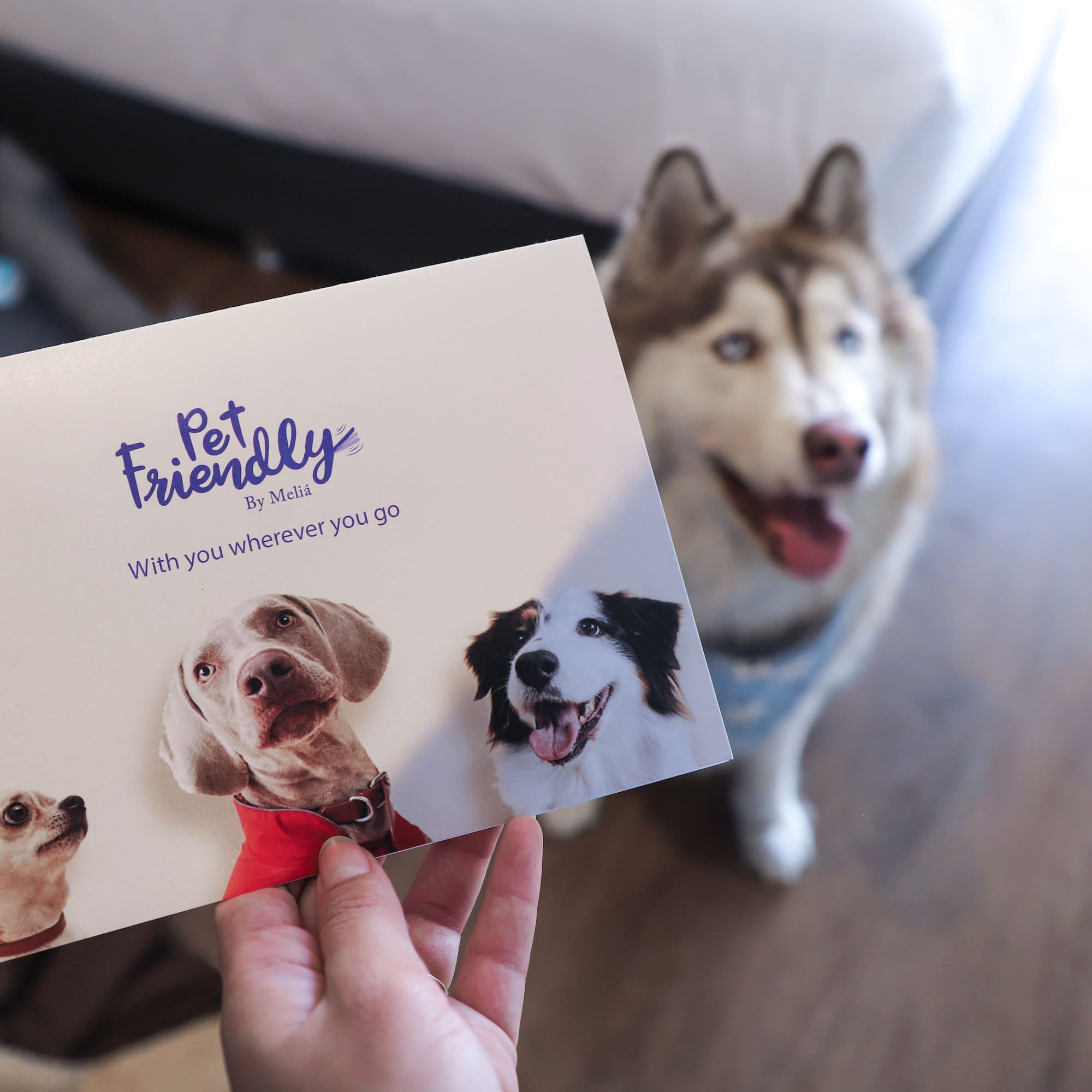 Hand holding Pet Friendly by Meliá card with dog photos, husky looking on.