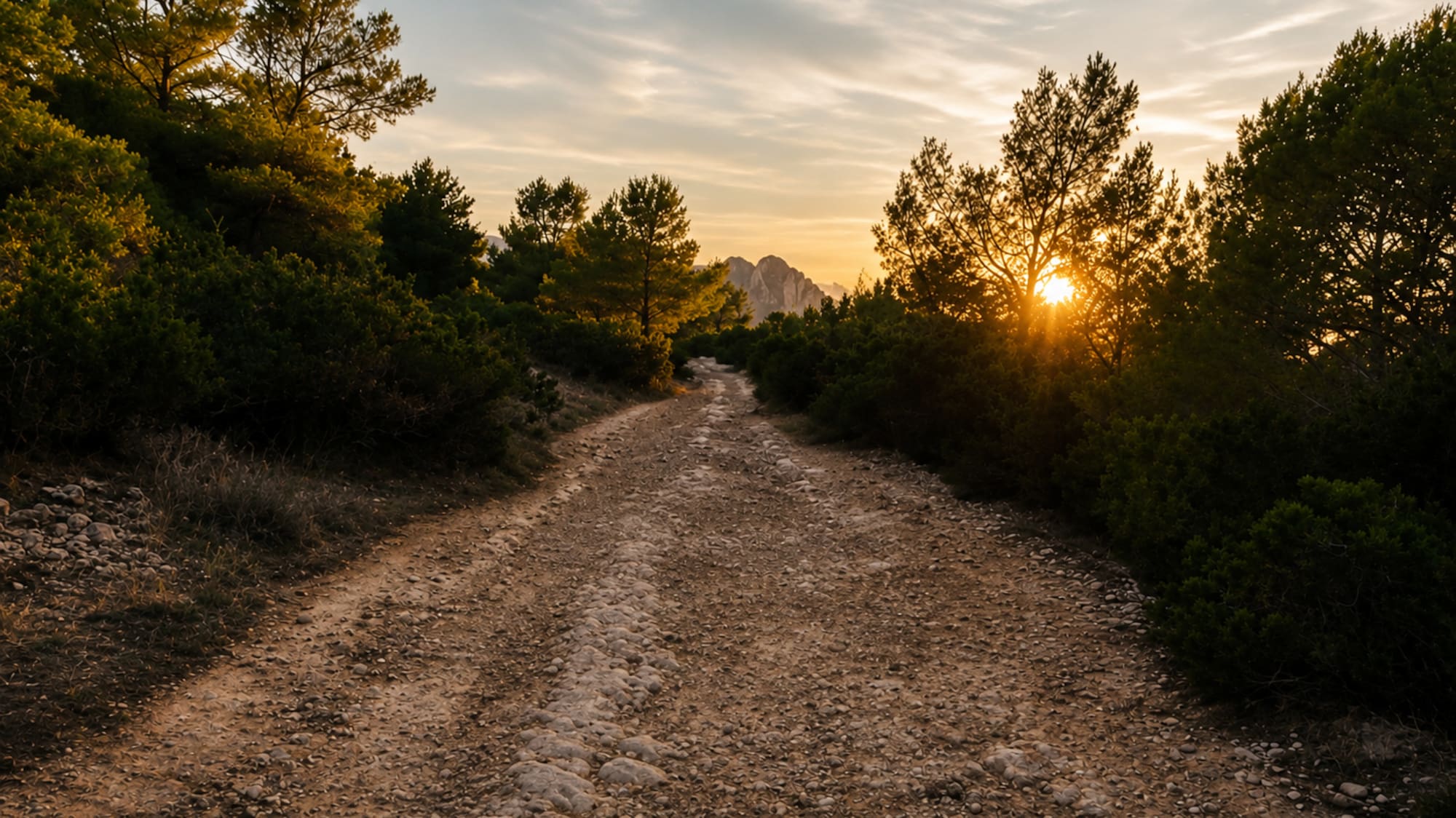 Rocky dirt road through pine forest at sunset with distant mountains.