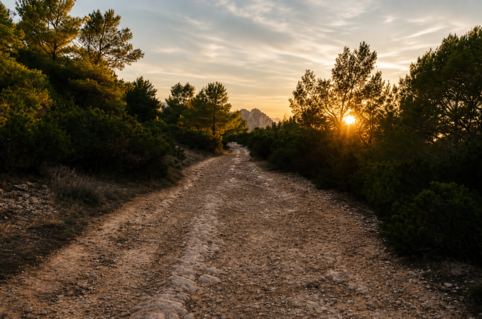 Rocky dirt road through pine forest at sunset with distant mountains.