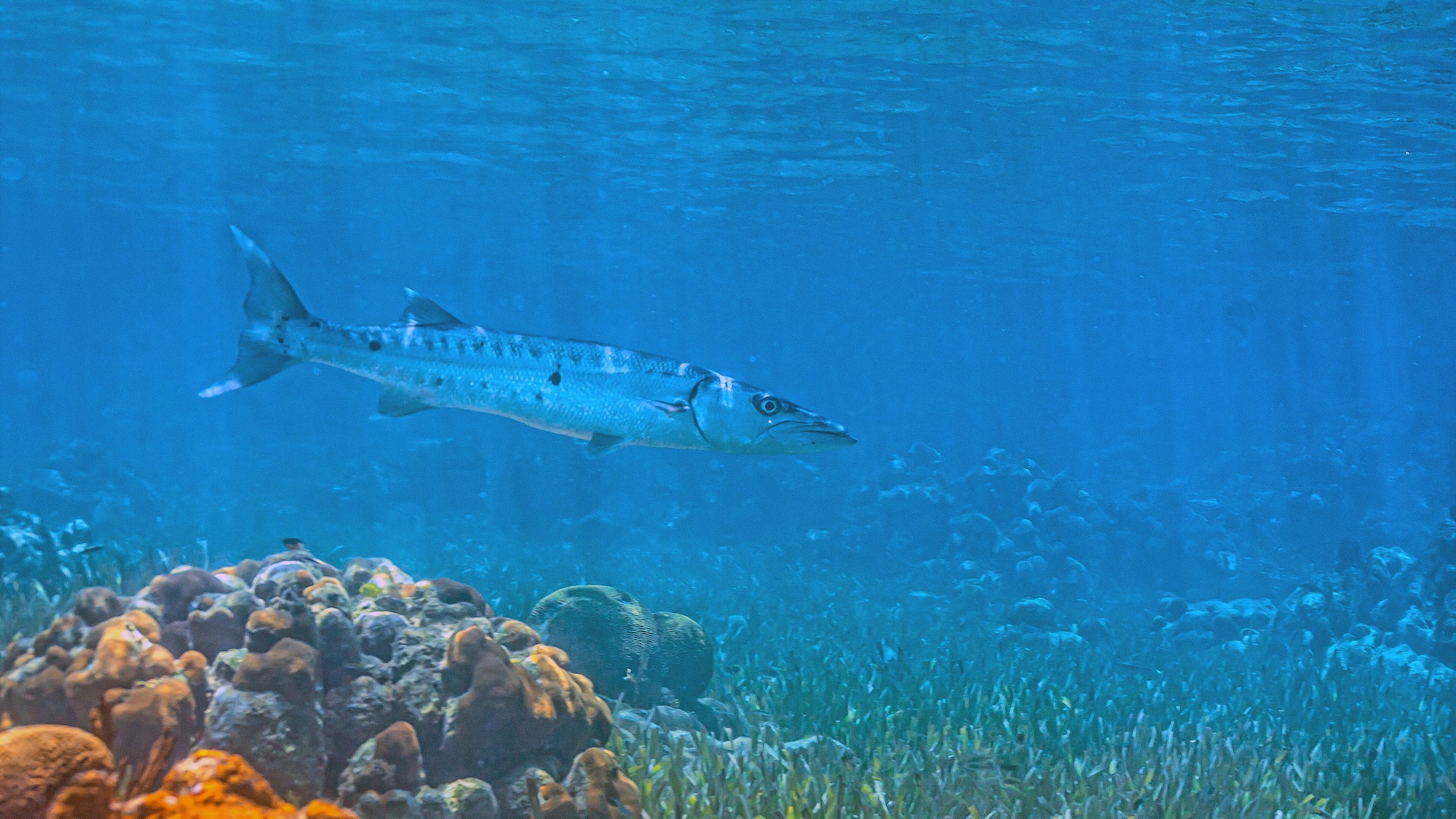 a fish swimming in the water