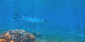 a fish swimming in the water