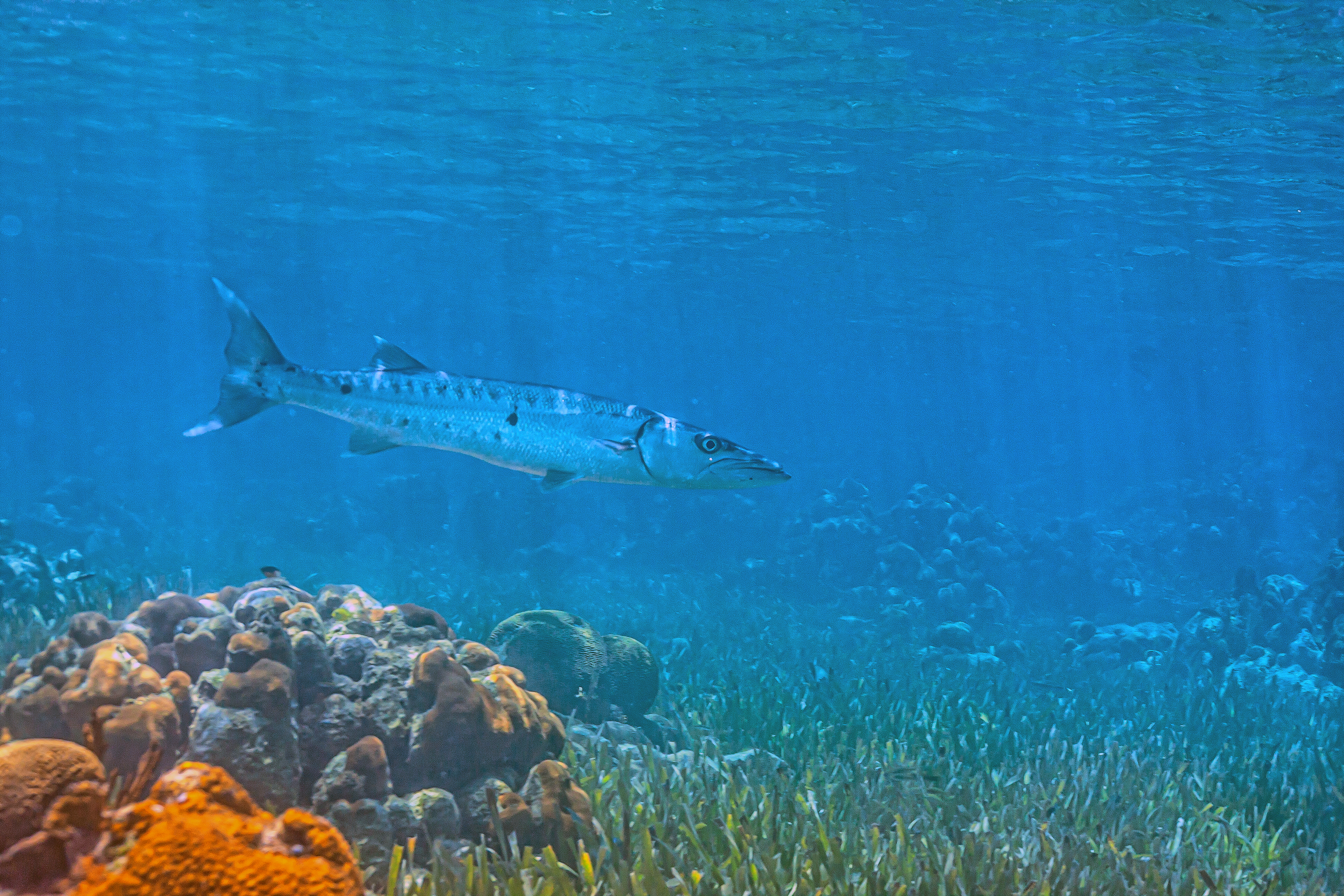 a fish swimming in the water