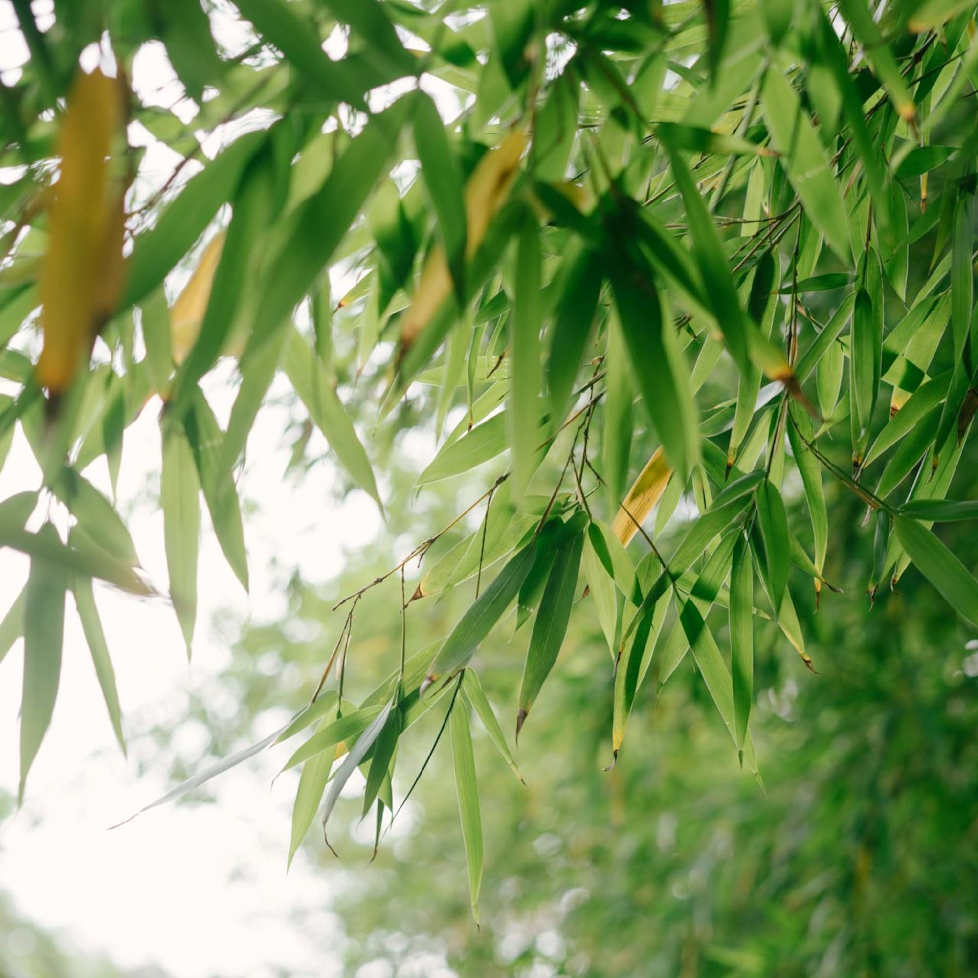 a close up of leaves