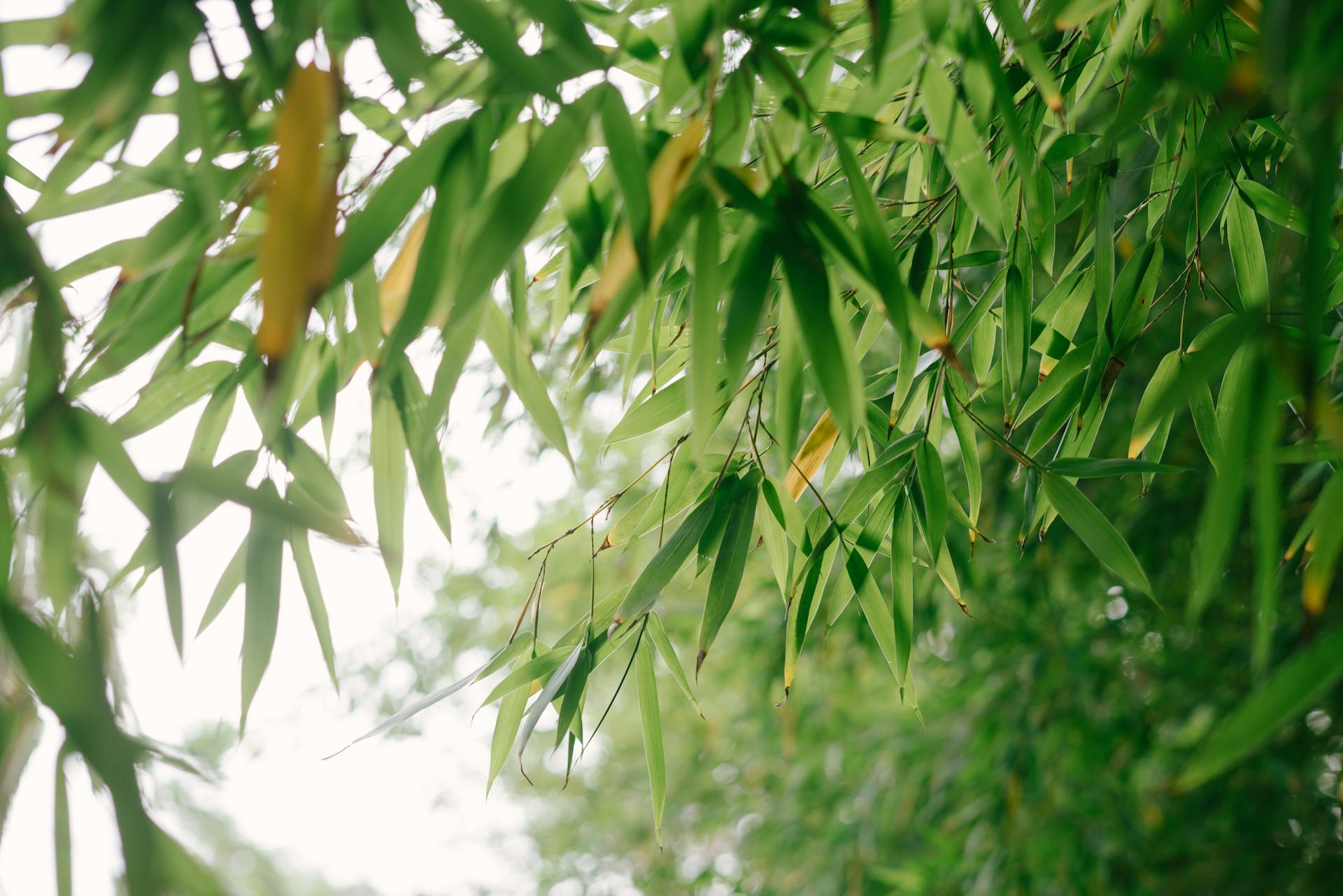 a close up of leaves