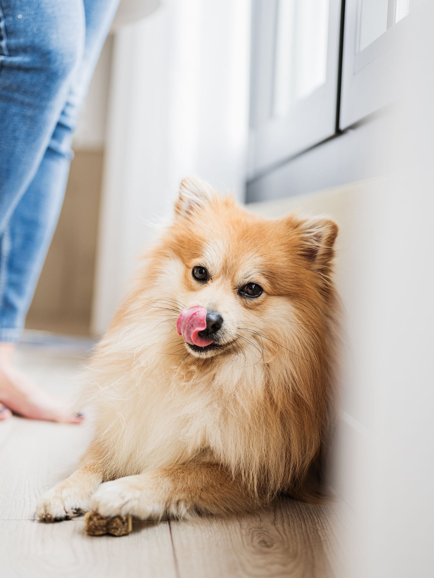 a dog licking its nose