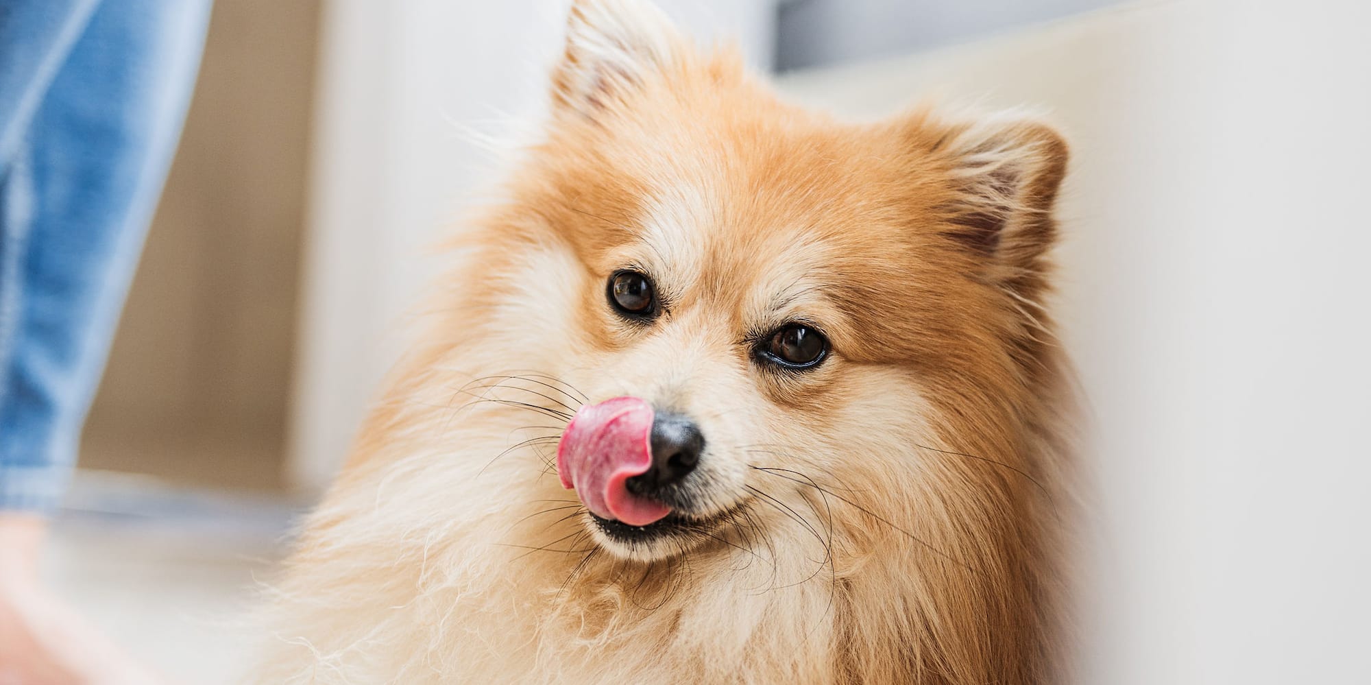a dog licking its nose