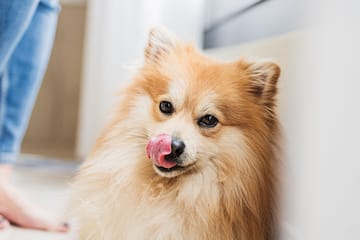 a dog licking its nose