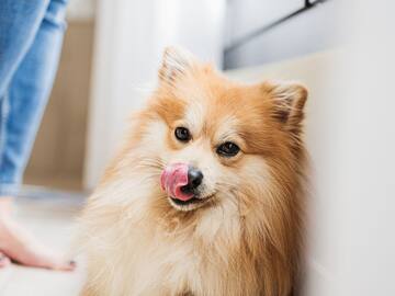 a dog licking its nose