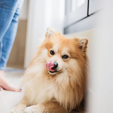 a dog licking its nose