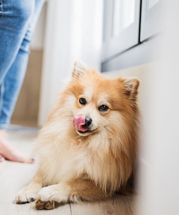 a dog licking its nose
