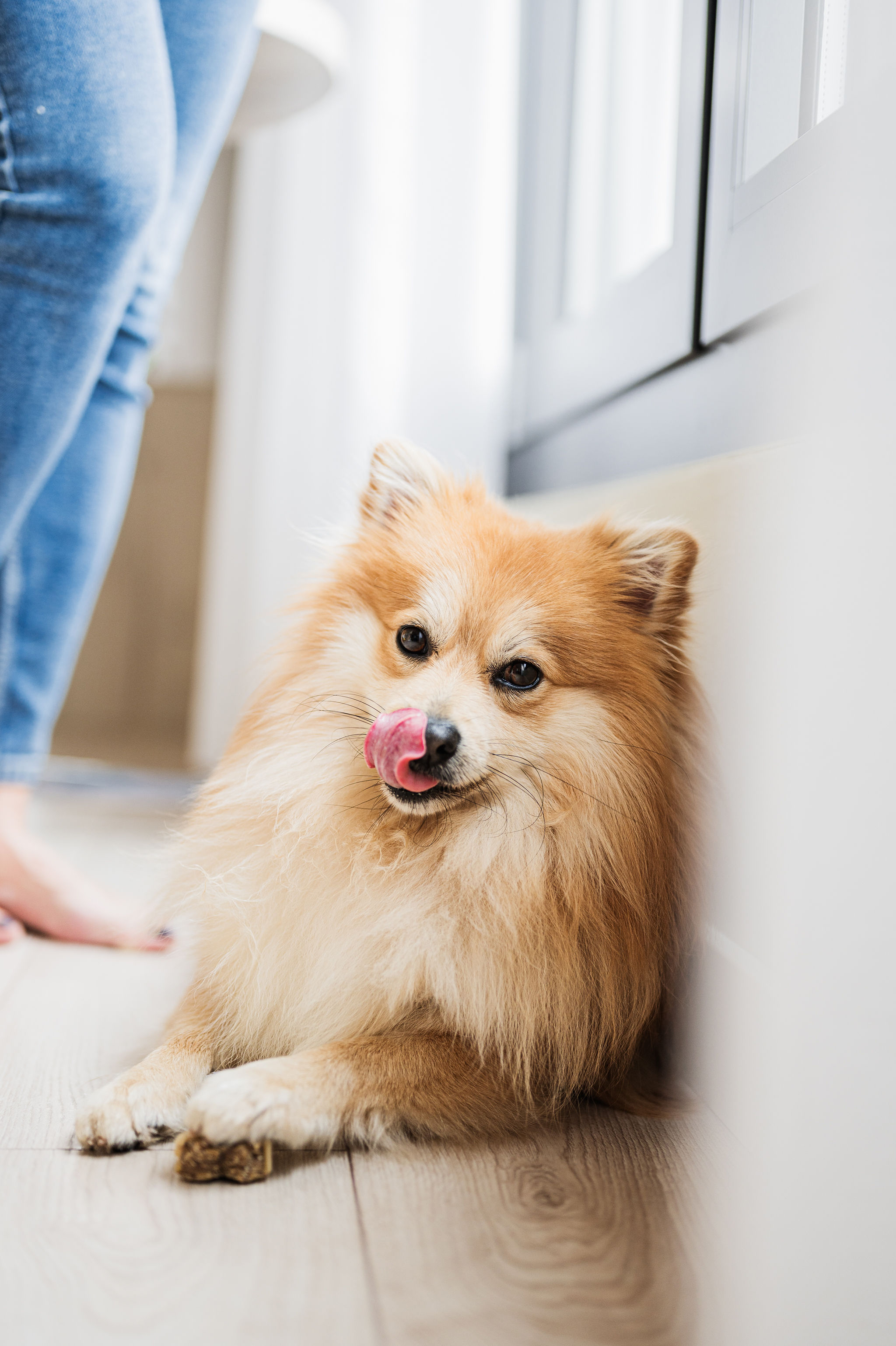 Fluffy orange Pomeranian dog licking nose, lying on a wooden floor.