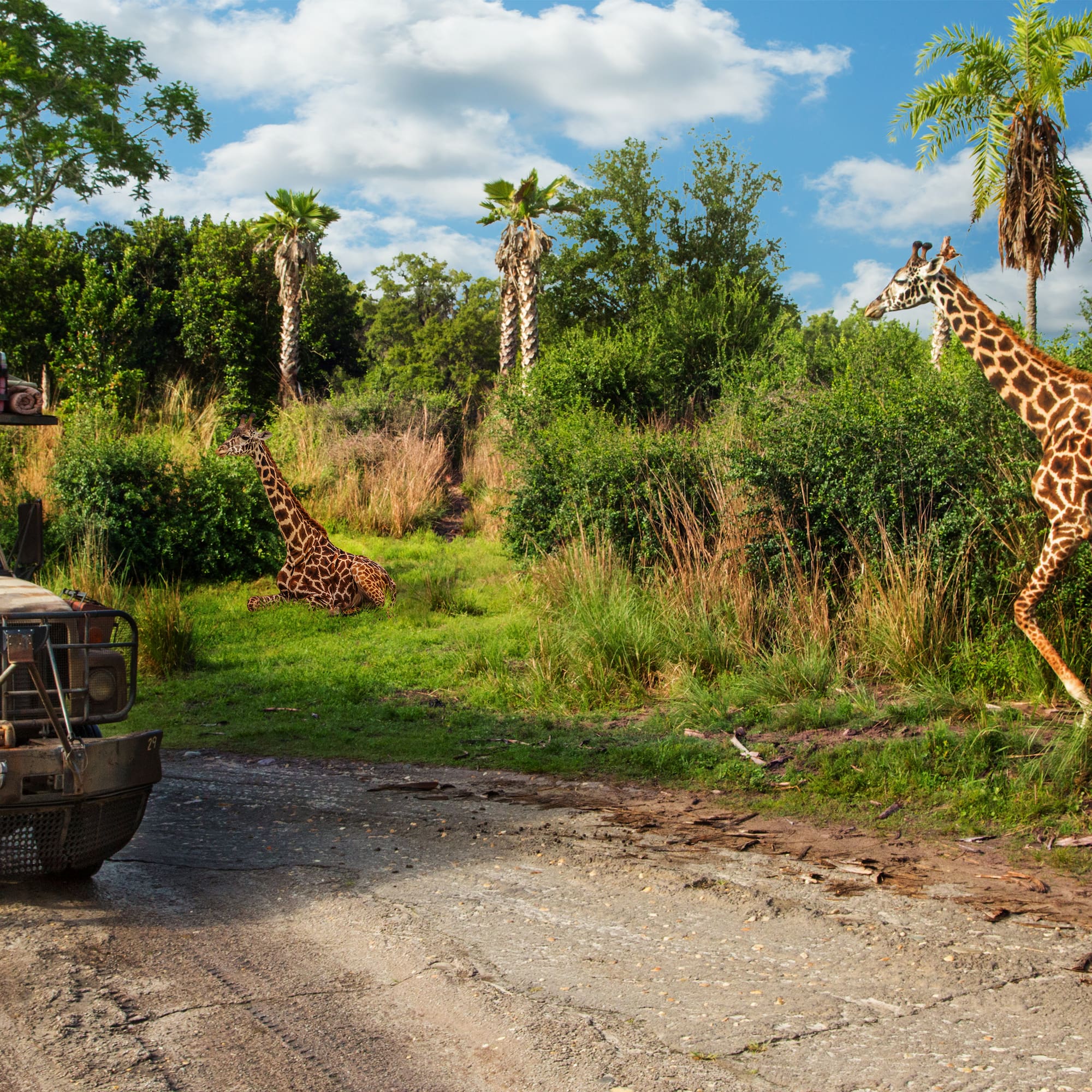 a group of giraffes in a field