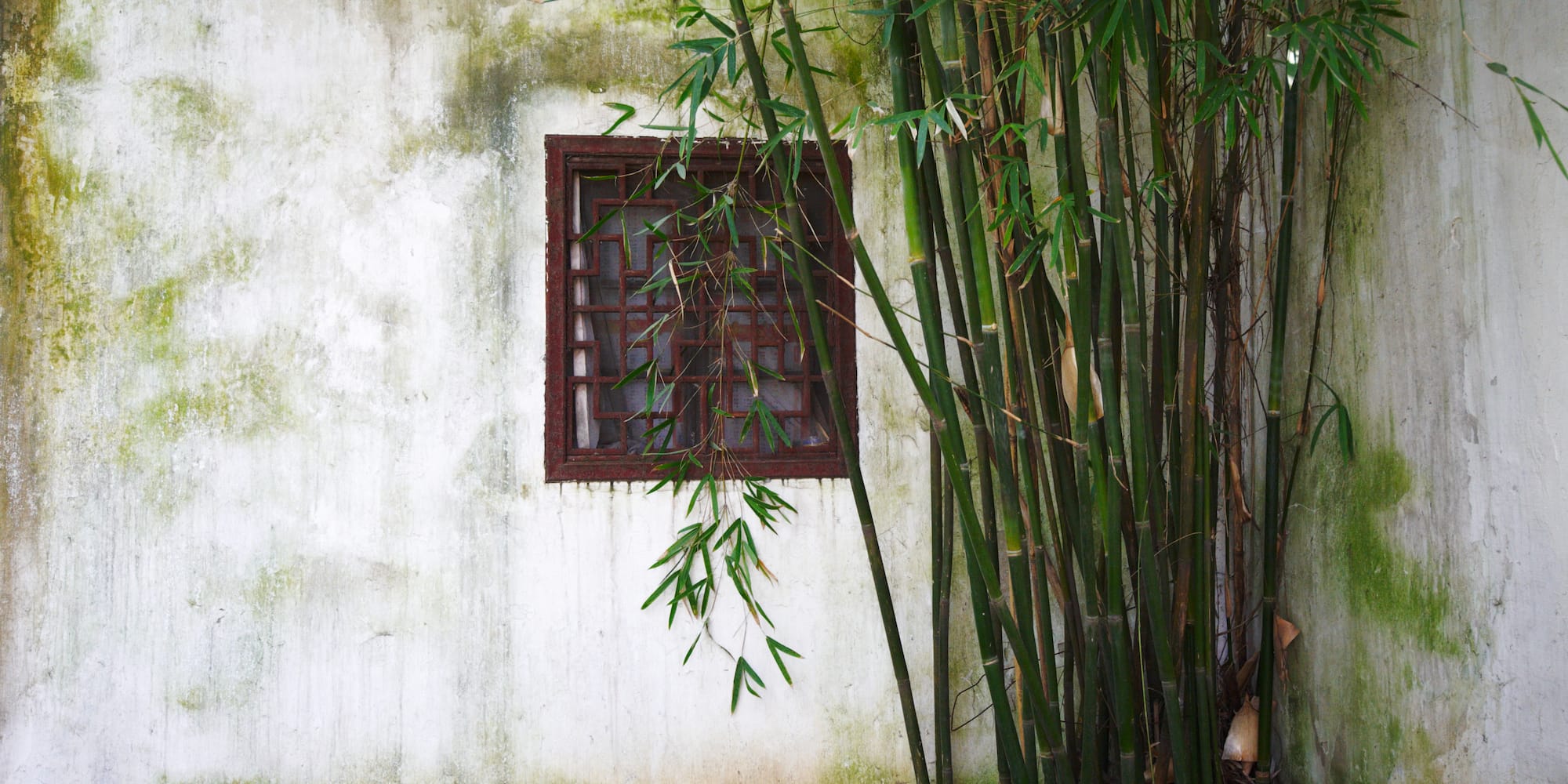 a bamboo plant next to a window
