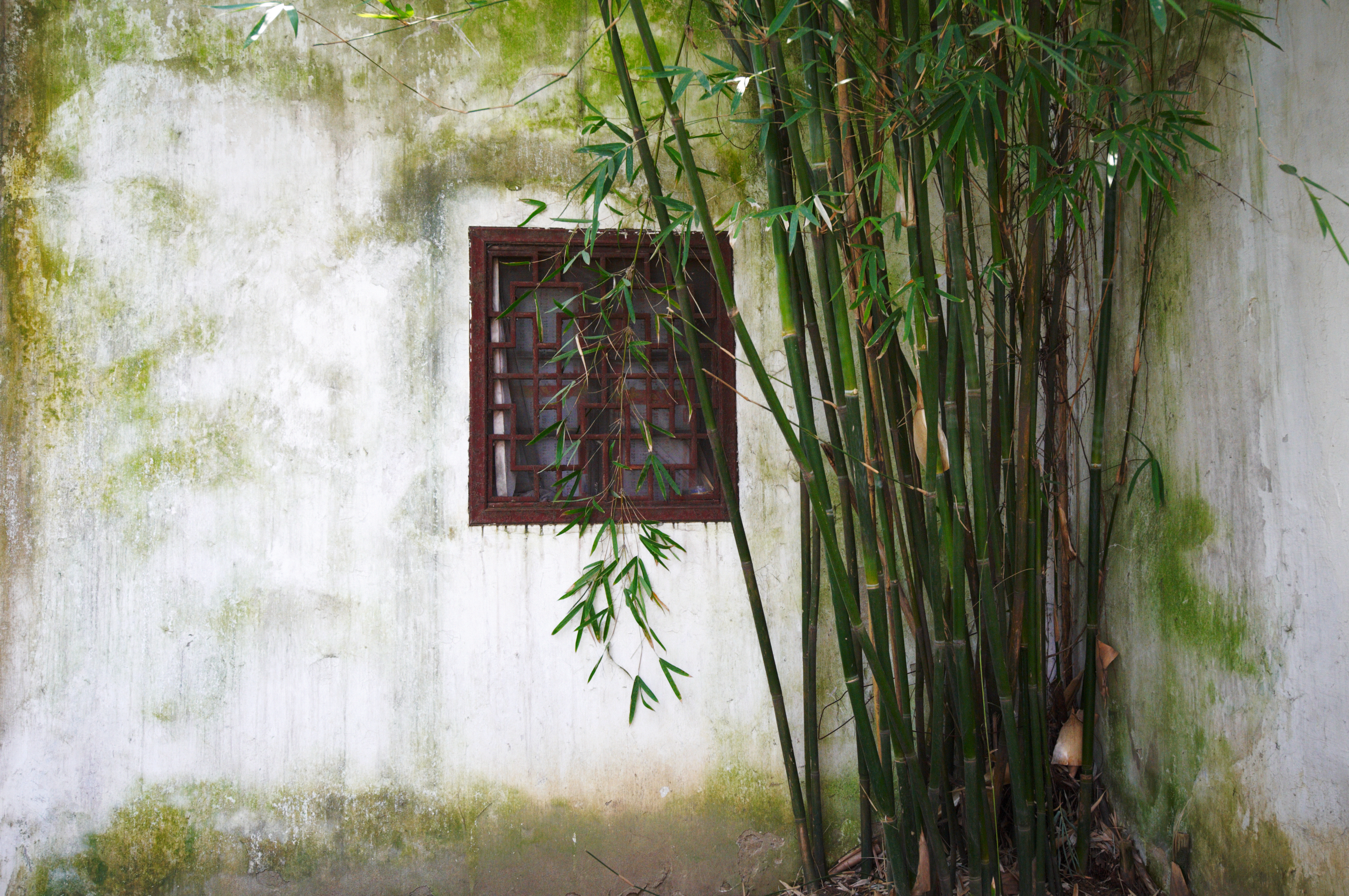 a bamboo plant next to a window