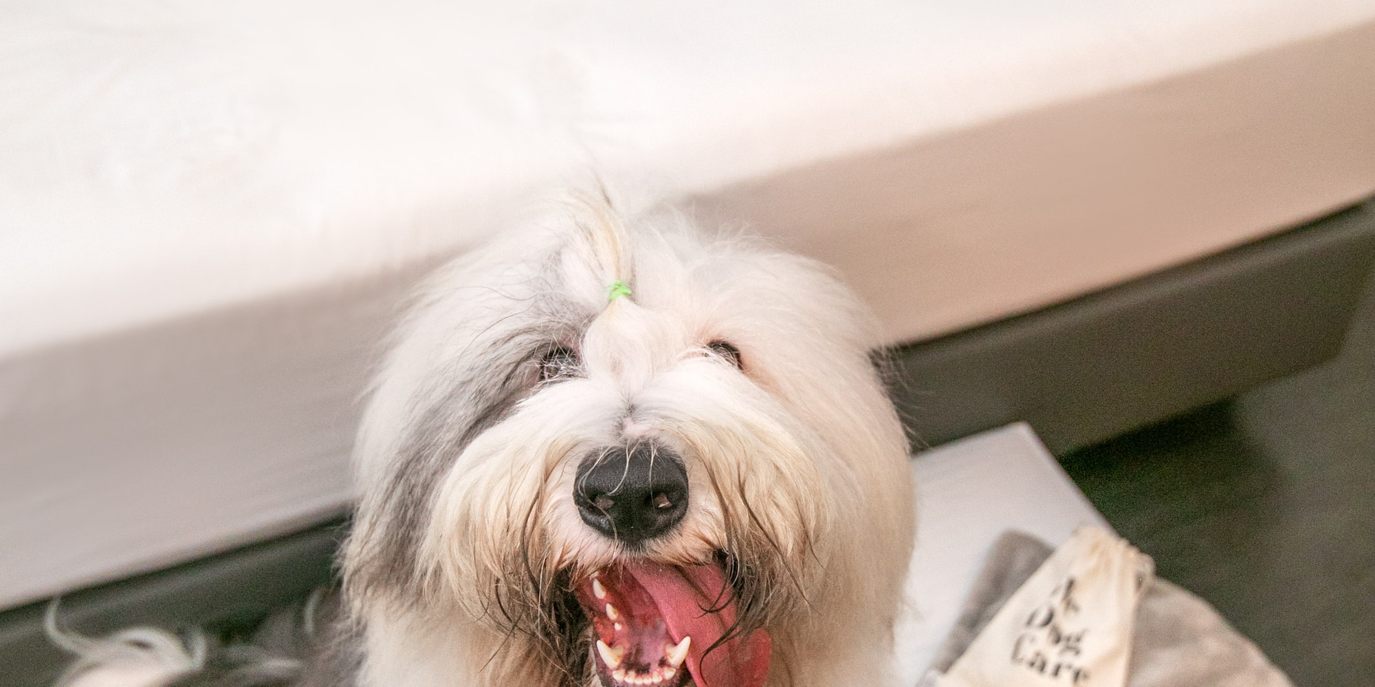 Happy Old English Sheepdog in pet-friendly hotel with dog bed and care kit.