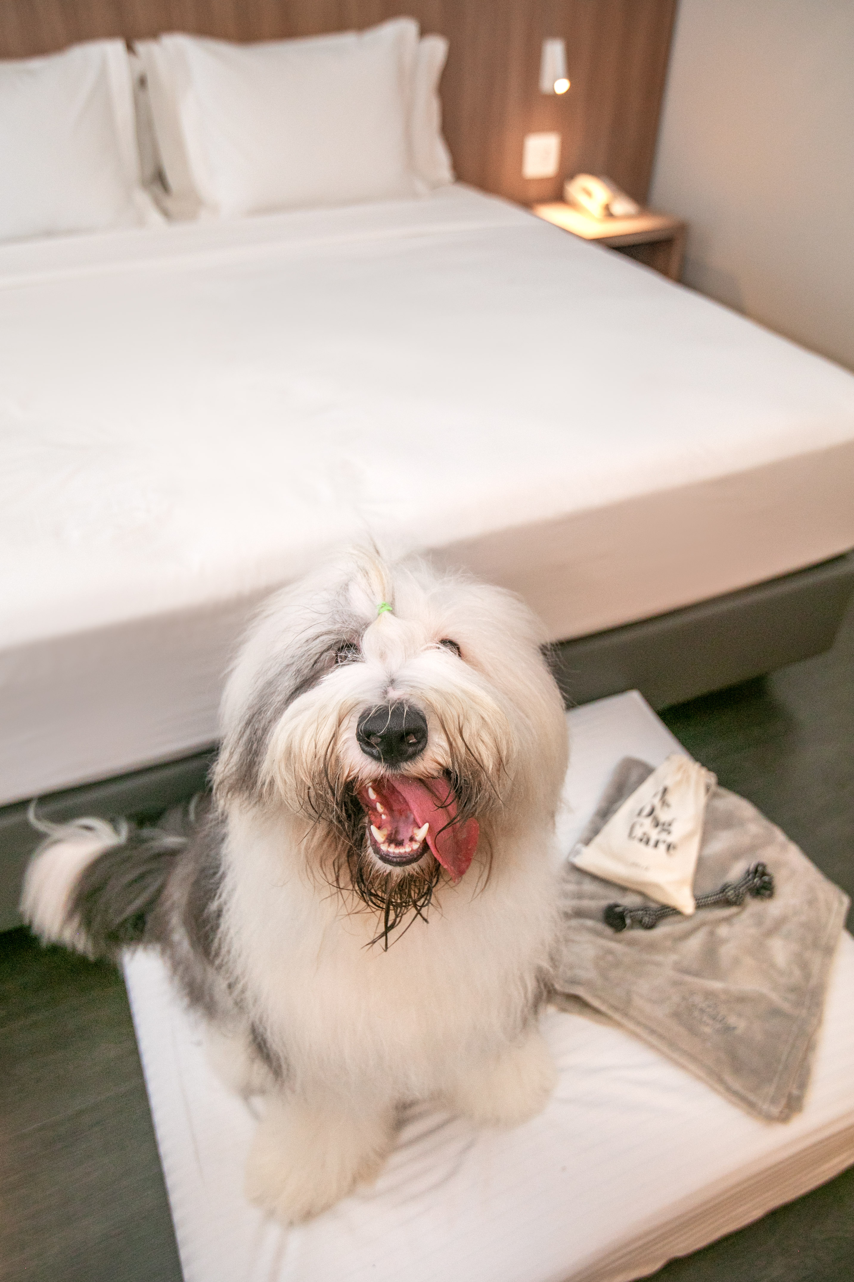 Happy Old English Sheepdog in pet-friendly hotel with dog bed and care kit.