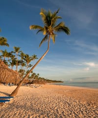 a beach with palm trees and umbrellas