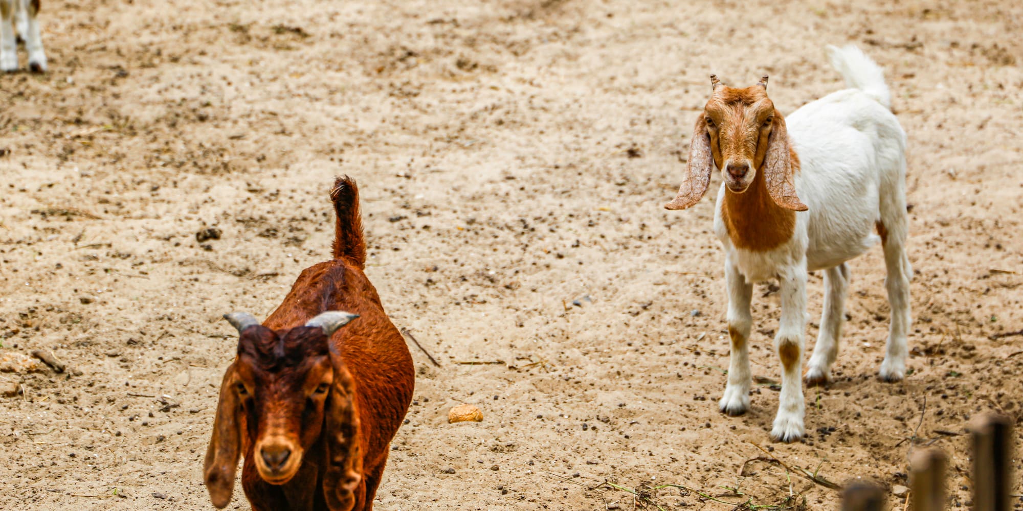 a couple of goats standing on dirt