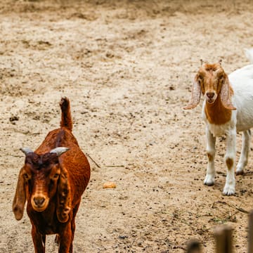 a couple of goats standing on dirt