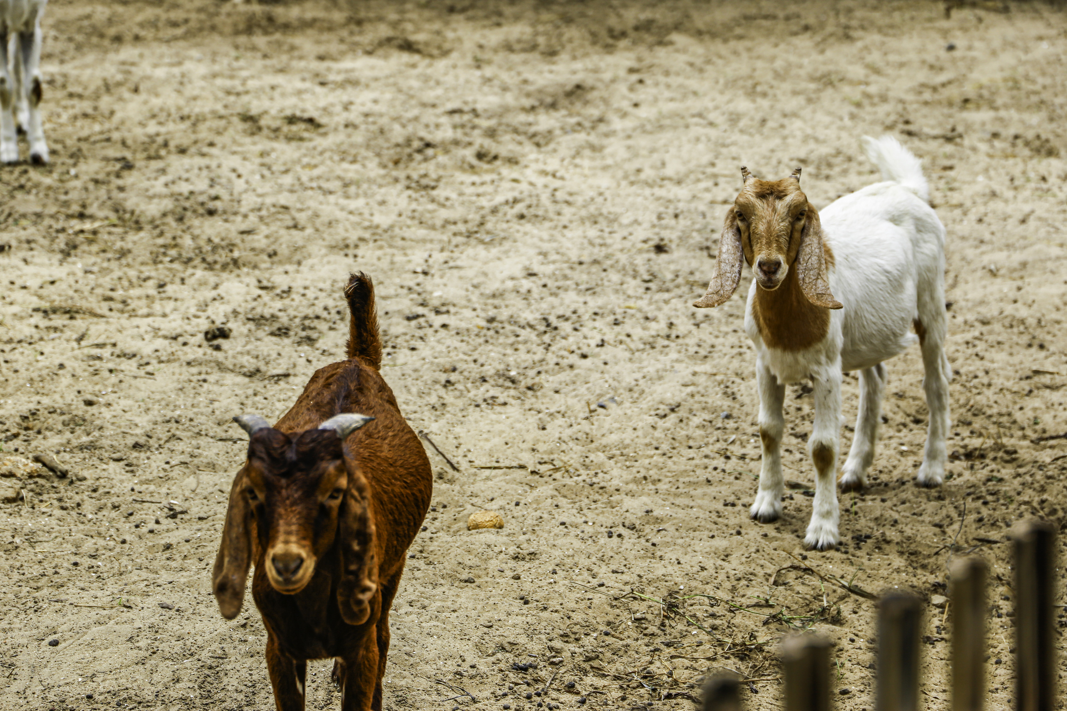 Brown Nubian goat and white Nubian goat standing on sandy ground.