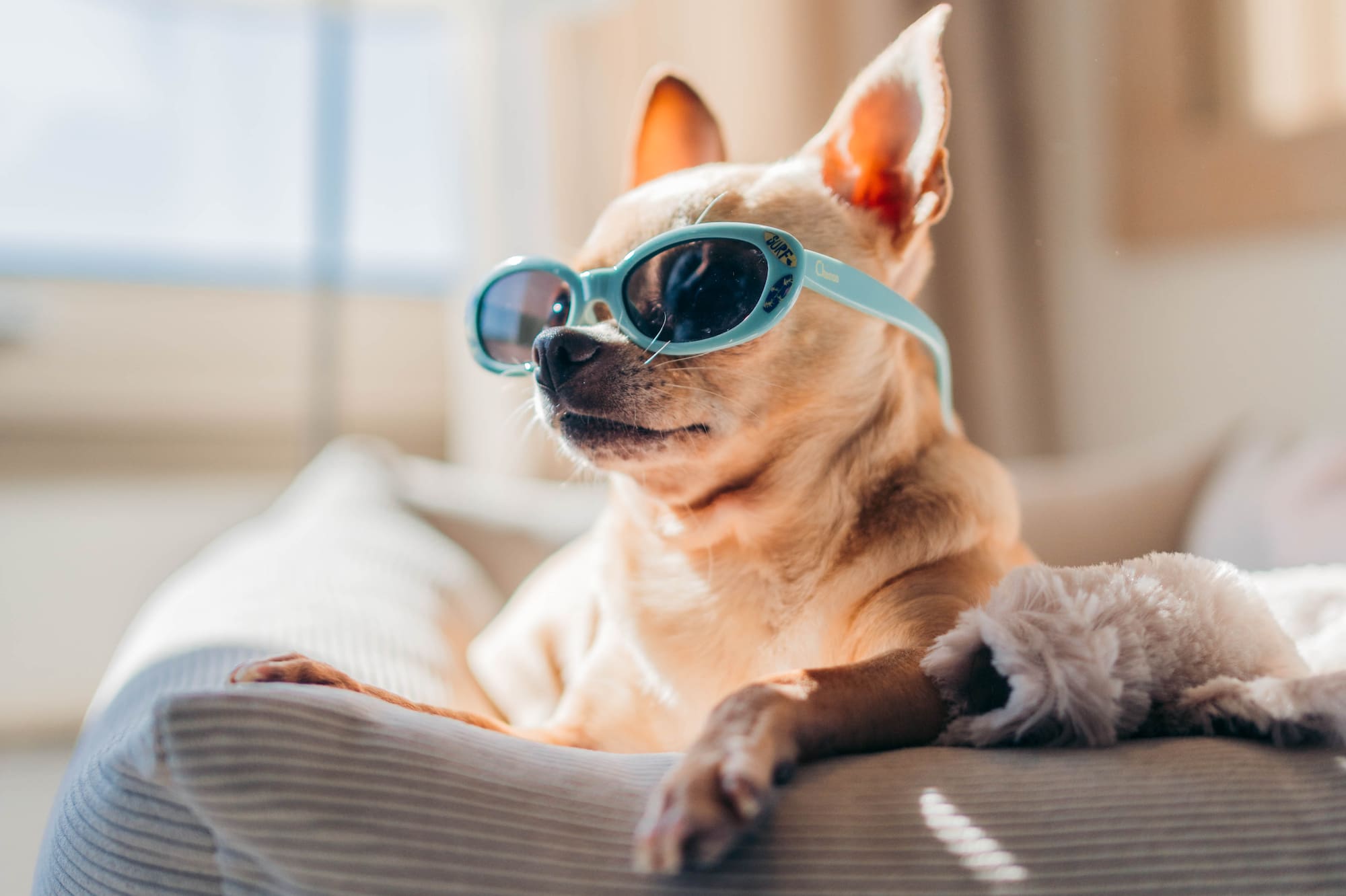 a dog wearing sunglasses on a couch