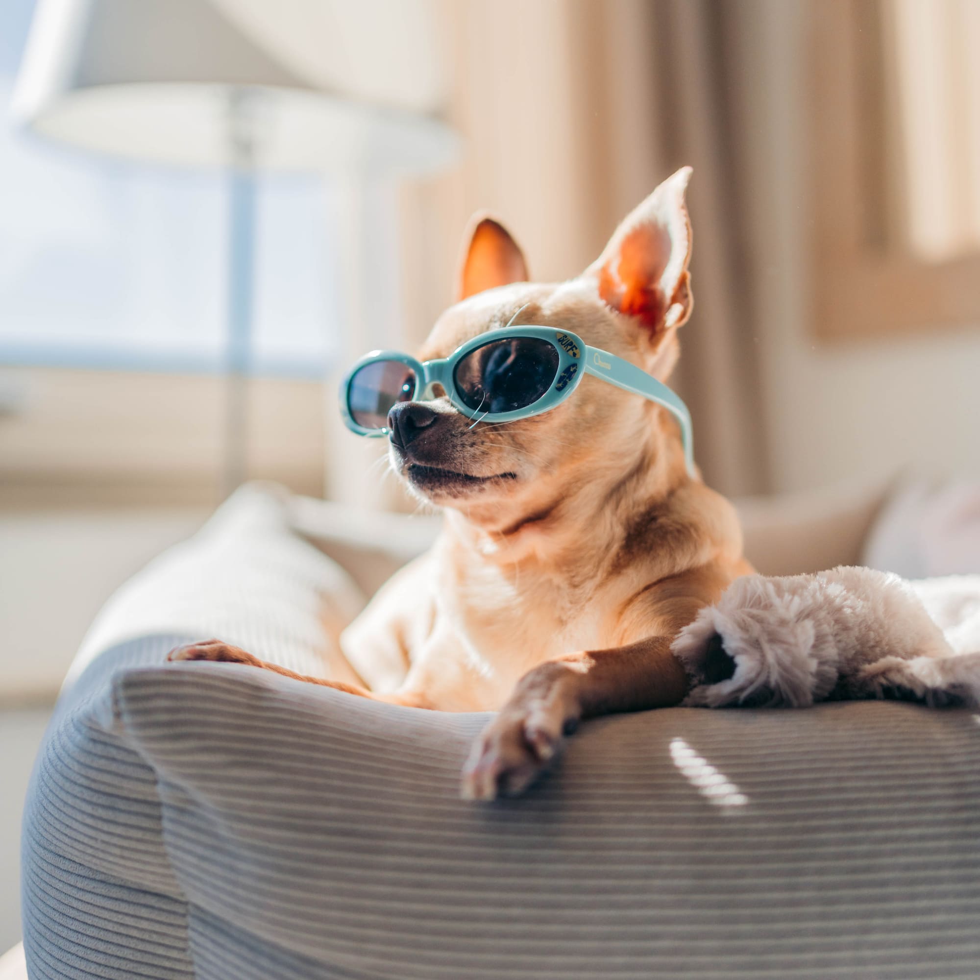 a dog wearing sunglasses on a couch