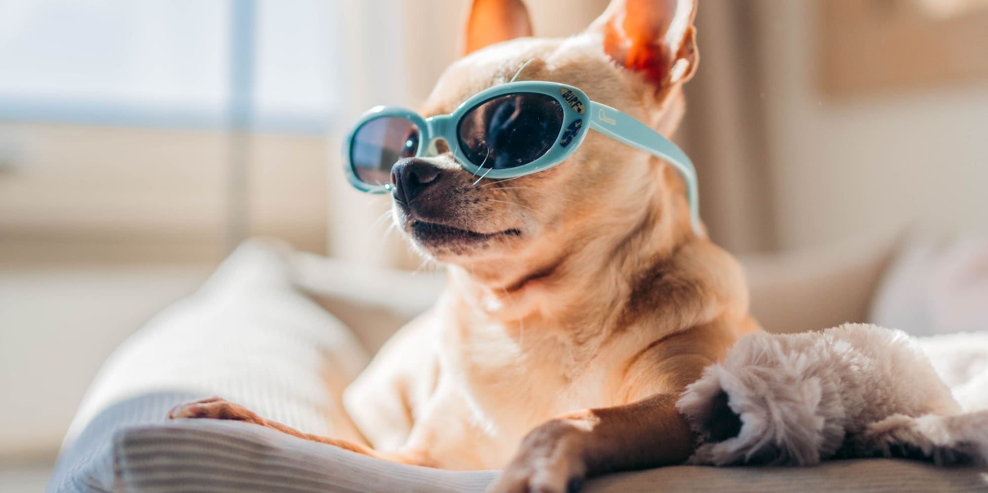 a dog wearing sunglasses on a couch