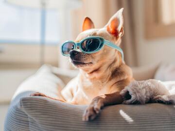 a dog wearing sunglasses on a couch