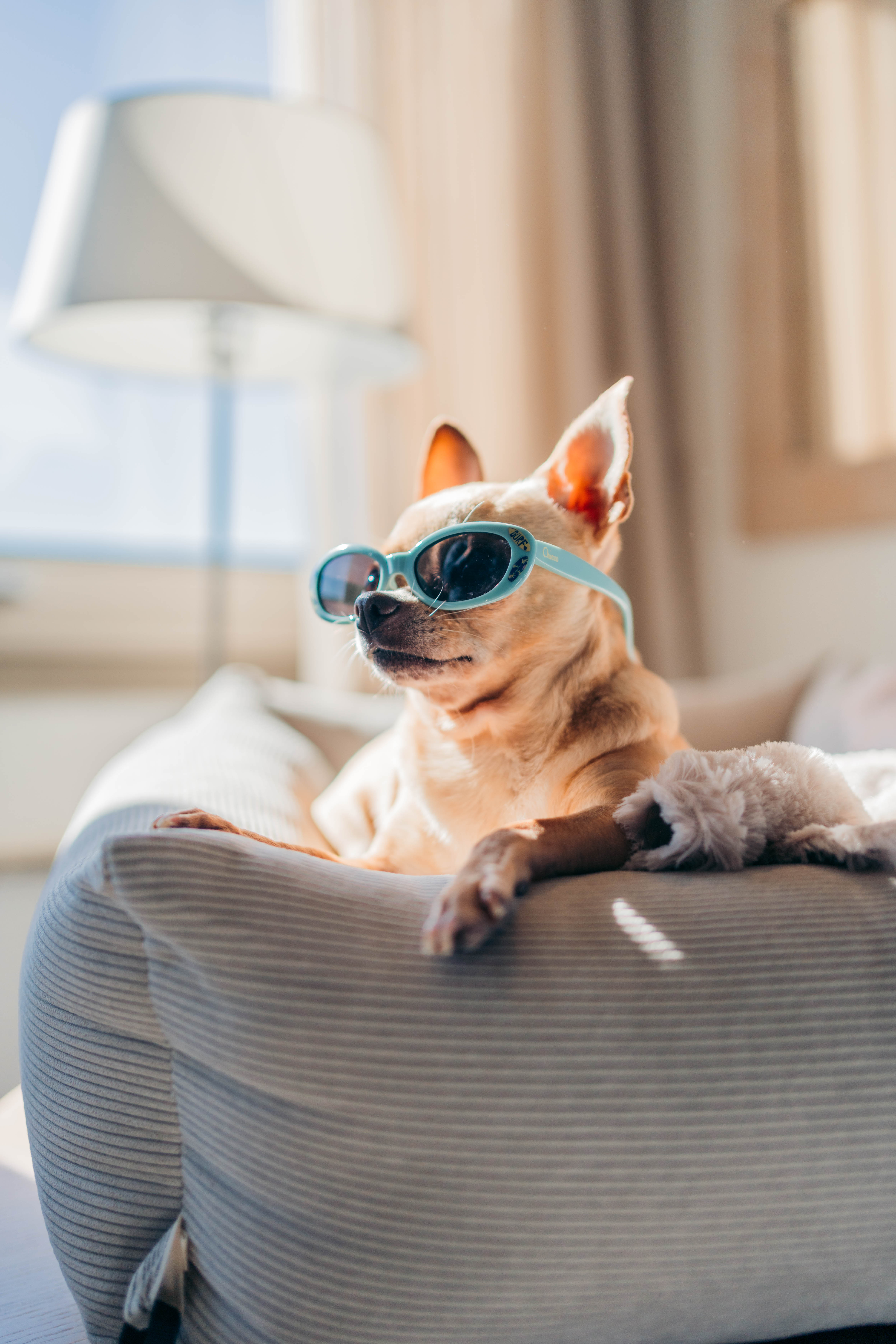 Fawn chihuahua with blue sunglasses resting in a striped dog bed.