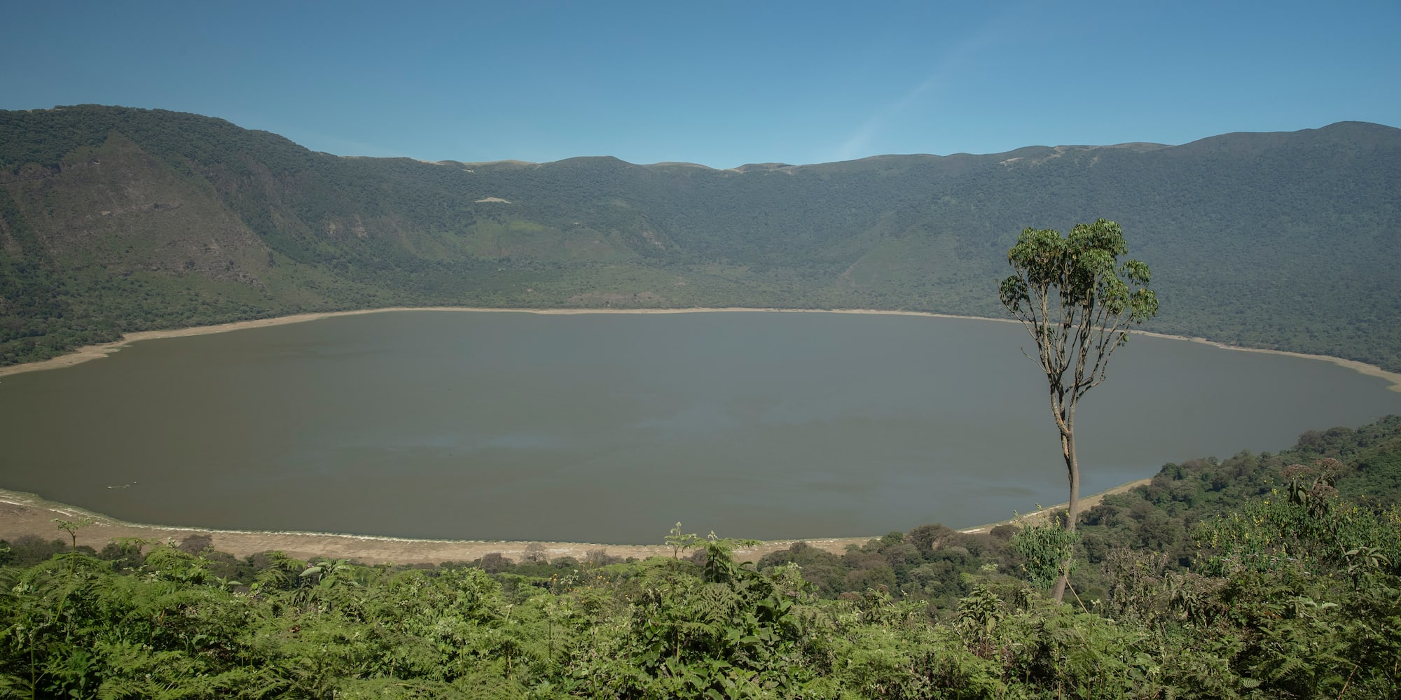 a large body of water with a tree in the middle