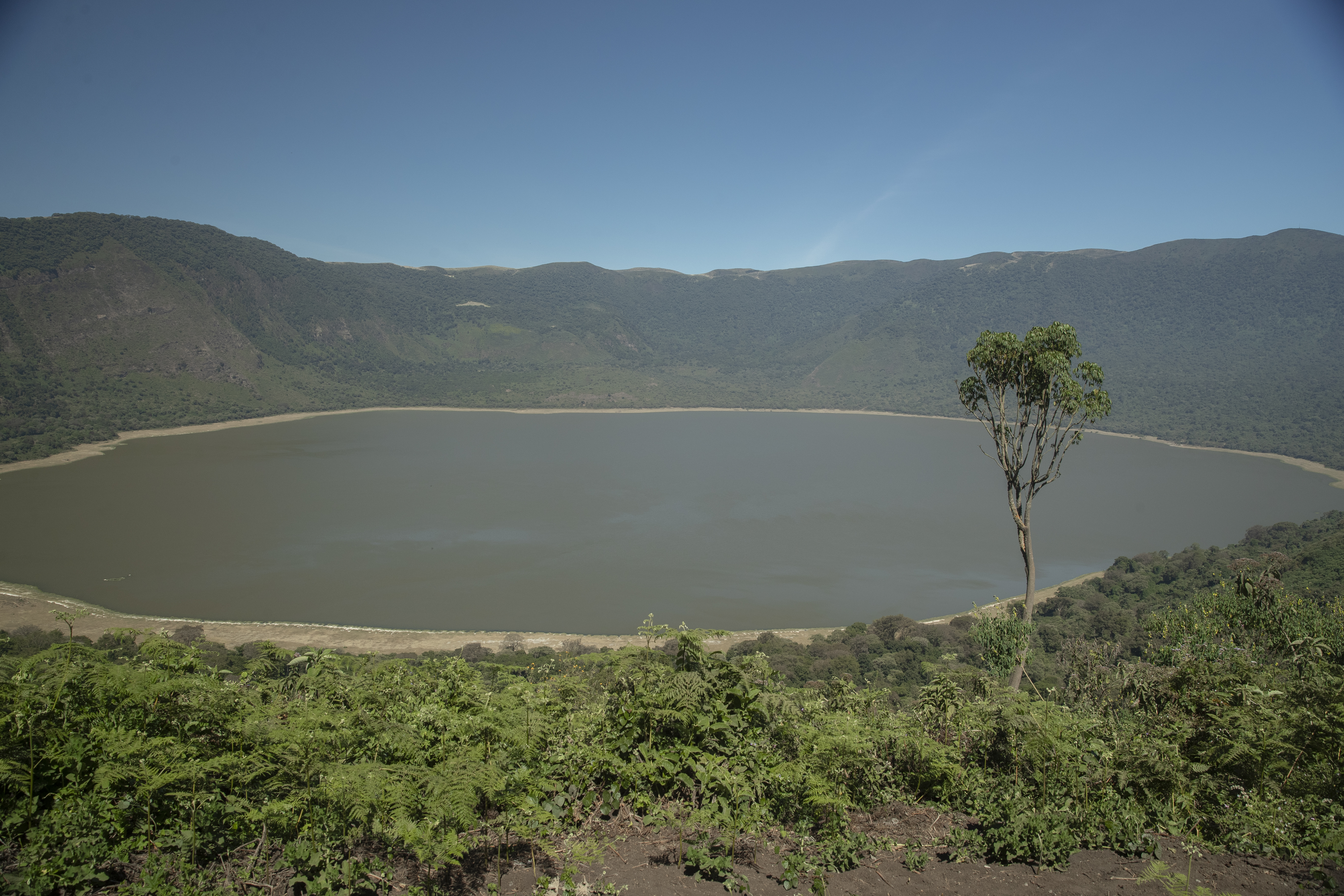 a large body of water with a tree in the middle
