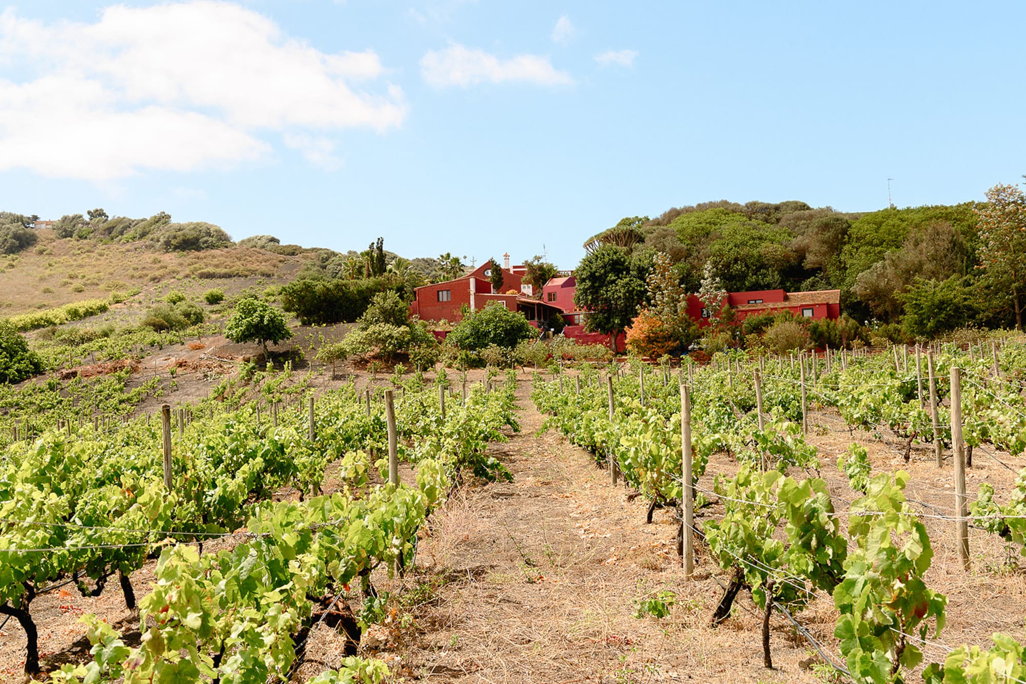 Finca con viñedos y casas rojas en ladera arbolada, día soleado.