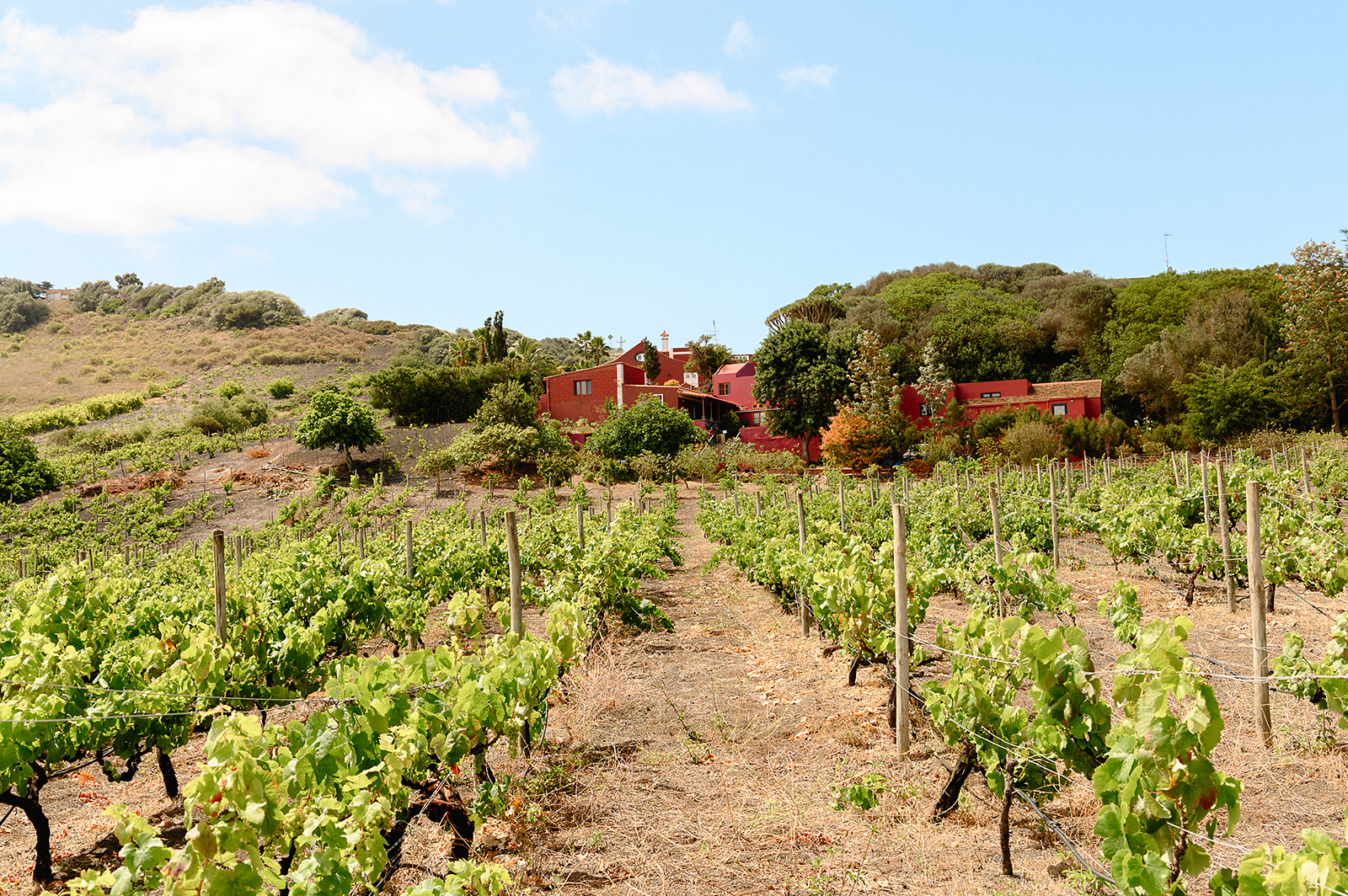 Finca con viñedos y casas rojas en ladera arbolada, día soleado.