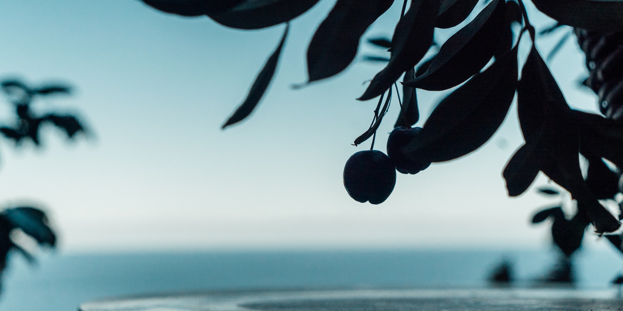 a tree with leaves and berries