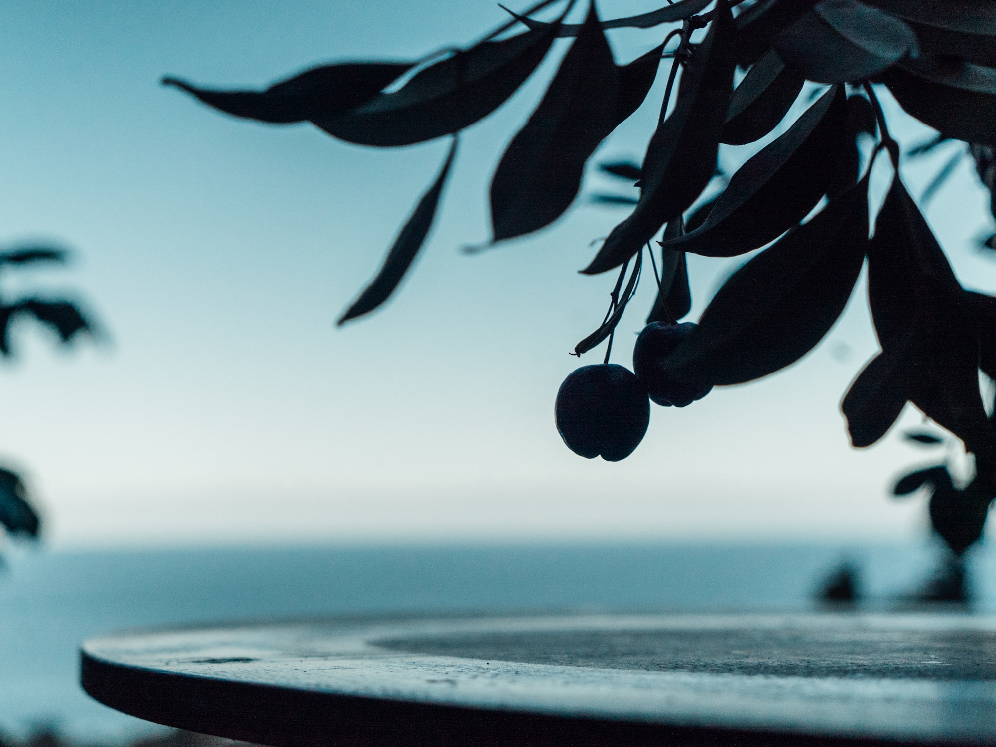 a tree with leaves and berries