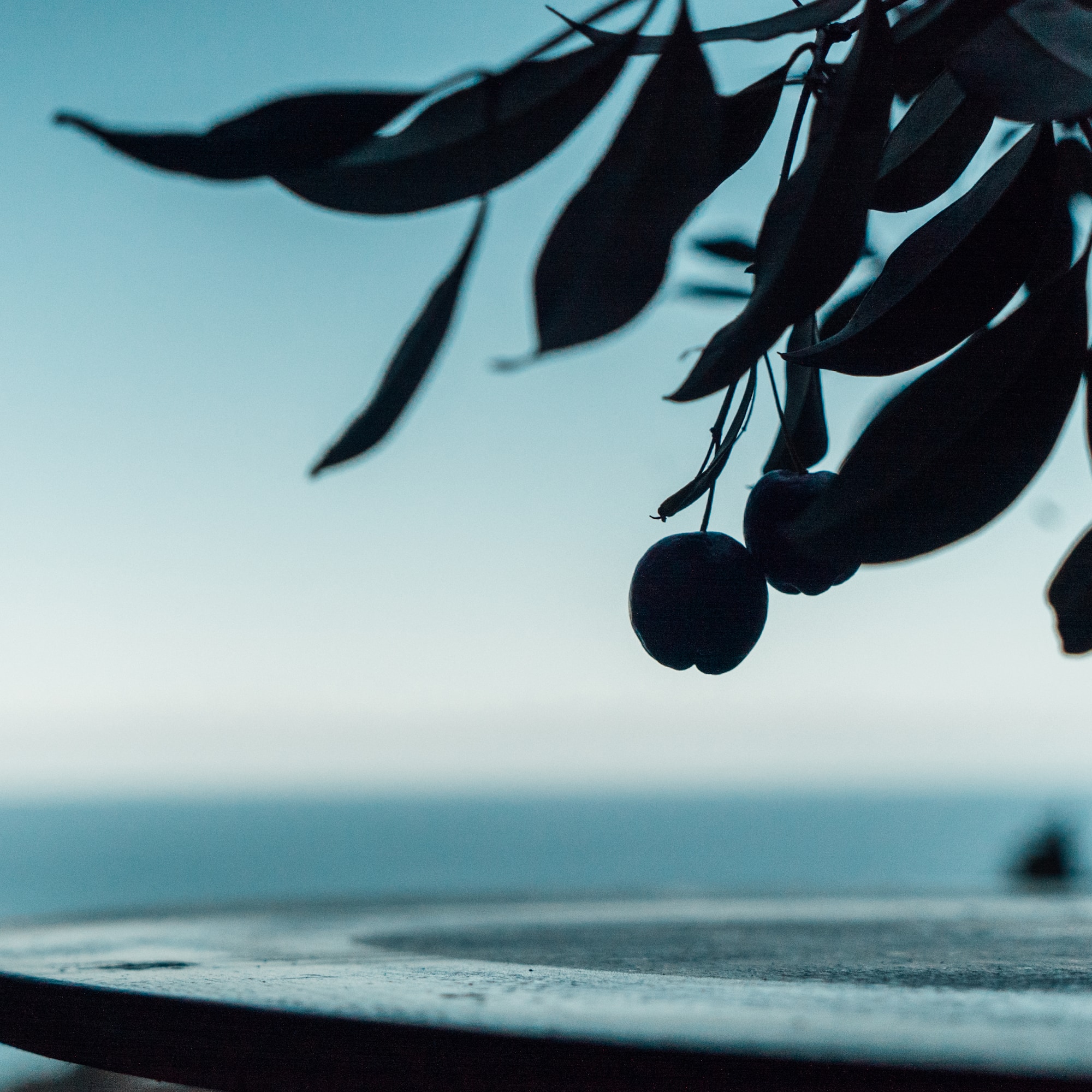 a tree with leaves and berries
