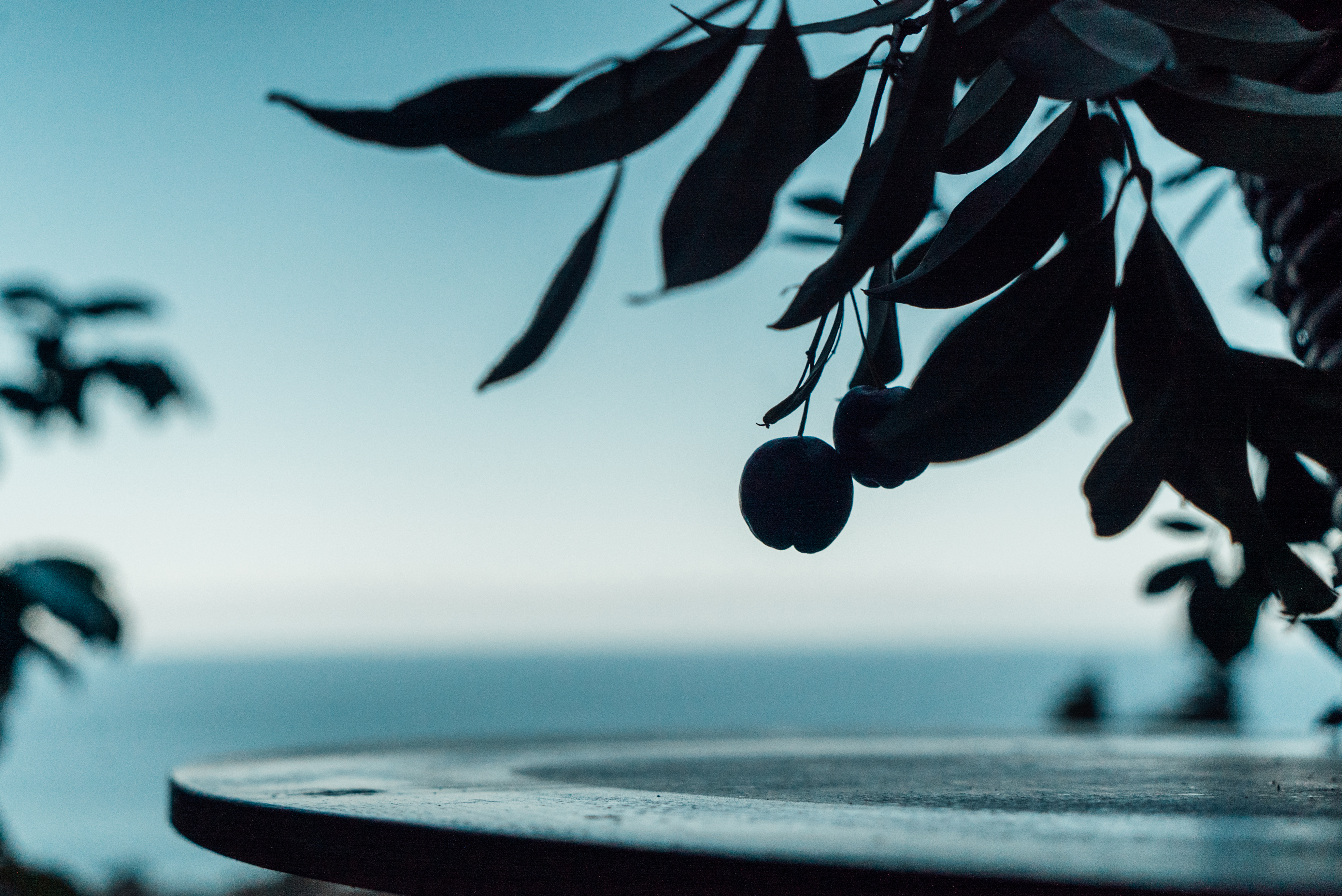 a tree with leaves and berries