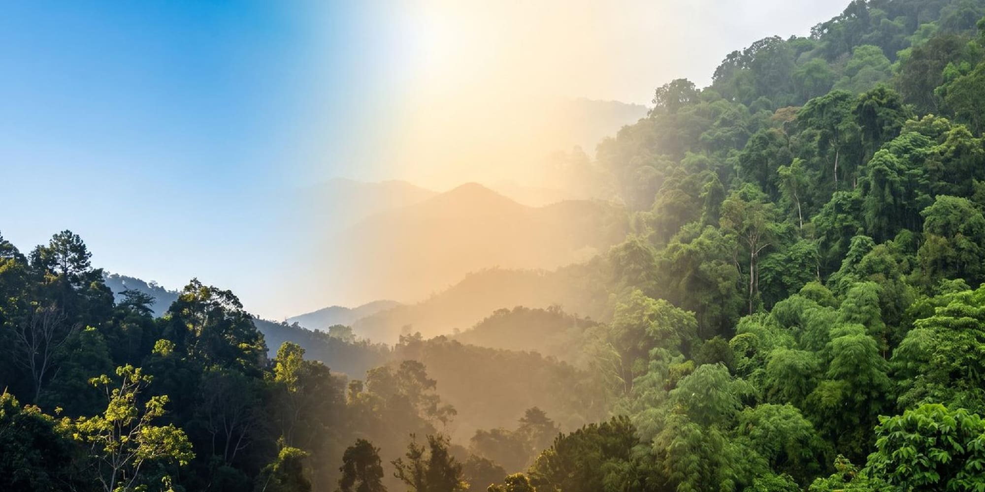 Misty green mountain forest landscape with golden sunrise.