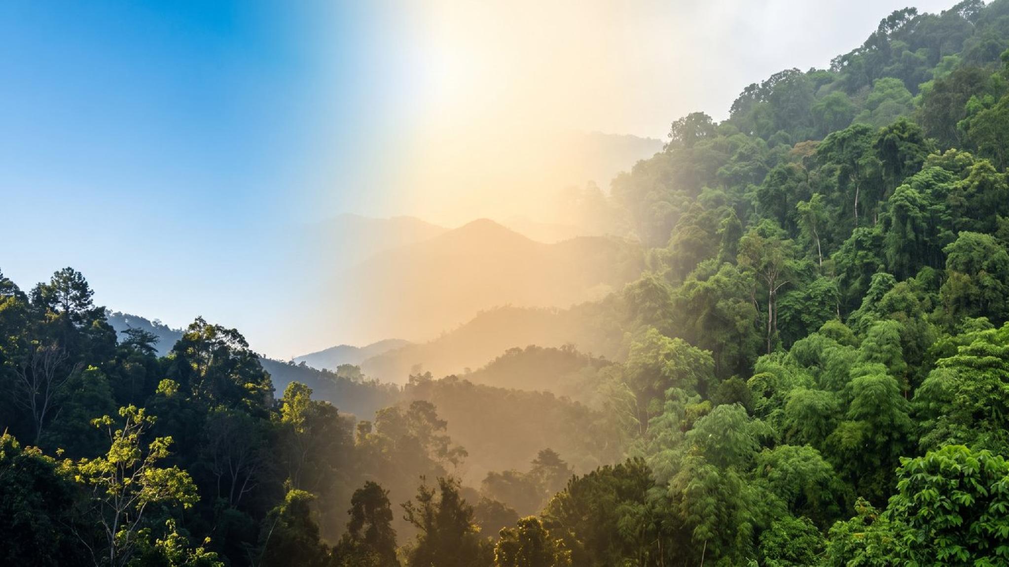 Misty green mountain forest landscape with golden sunrise.