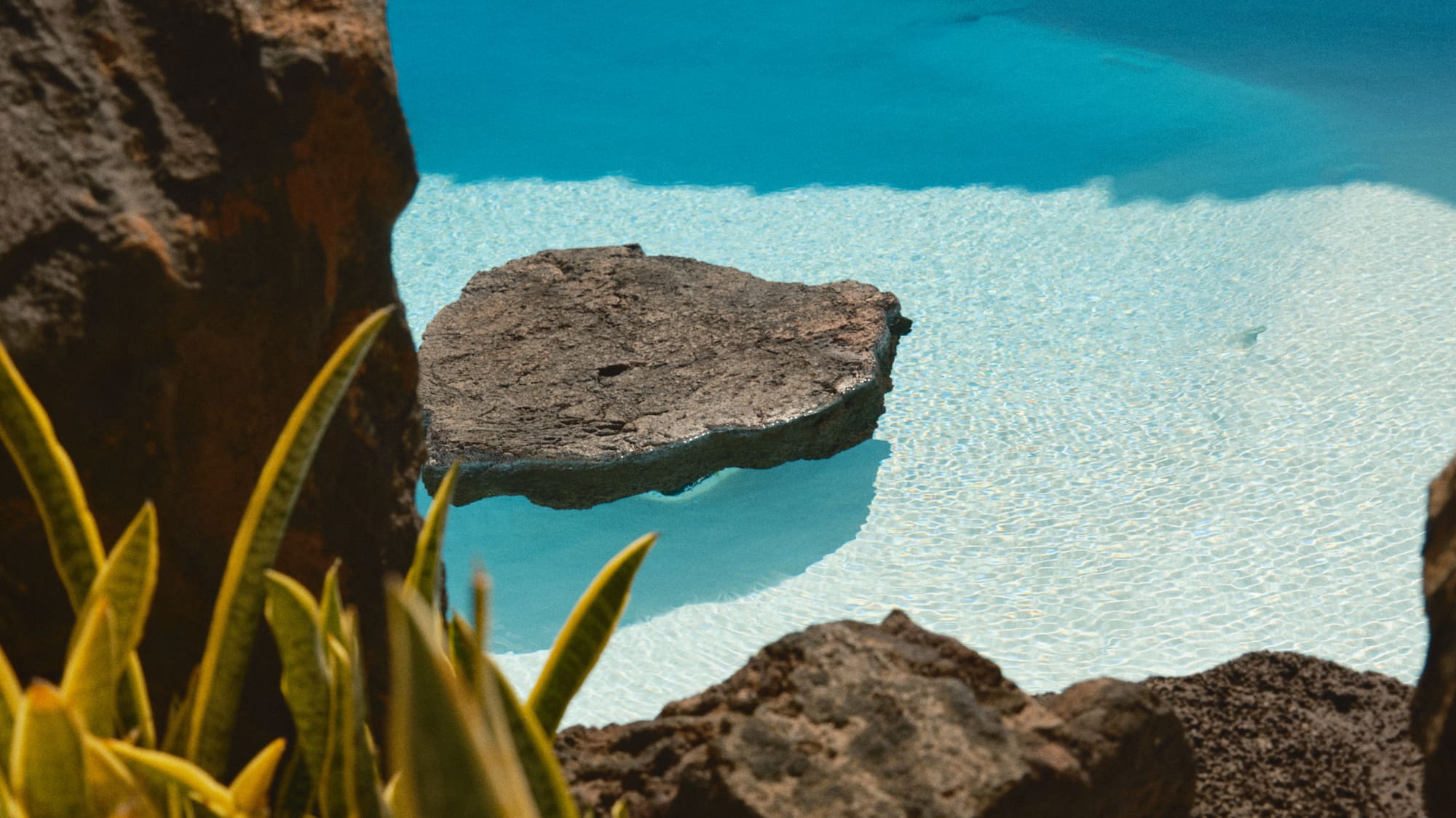 a pool with rocks and plants