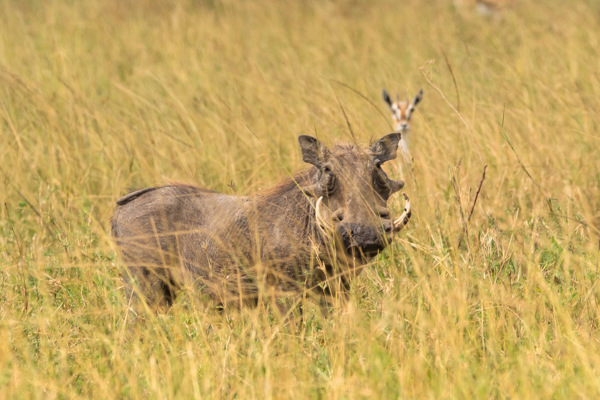a warthog in a grassy field