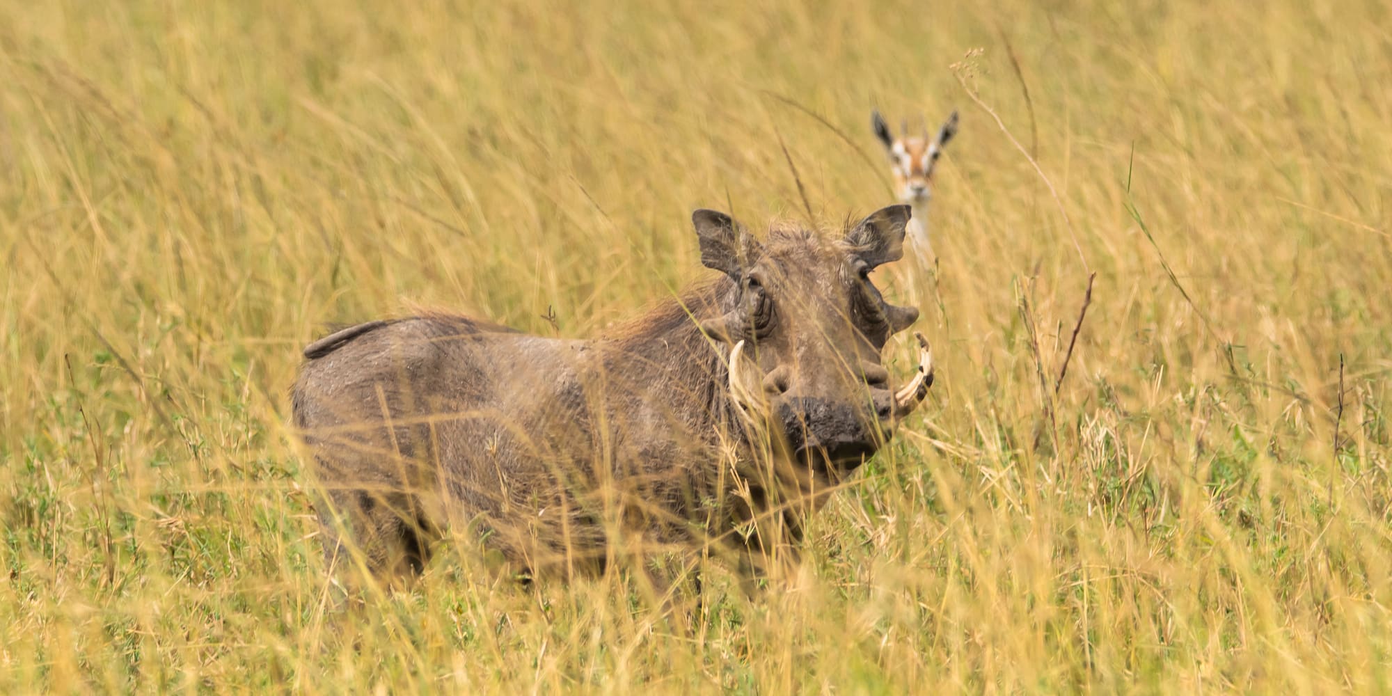 a warthog in a grassy field