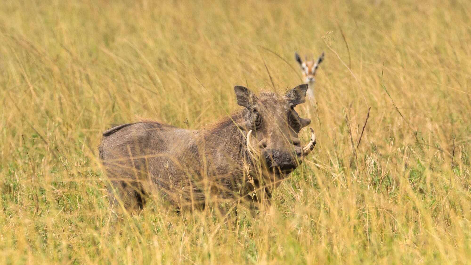 a warthog in a grassy field